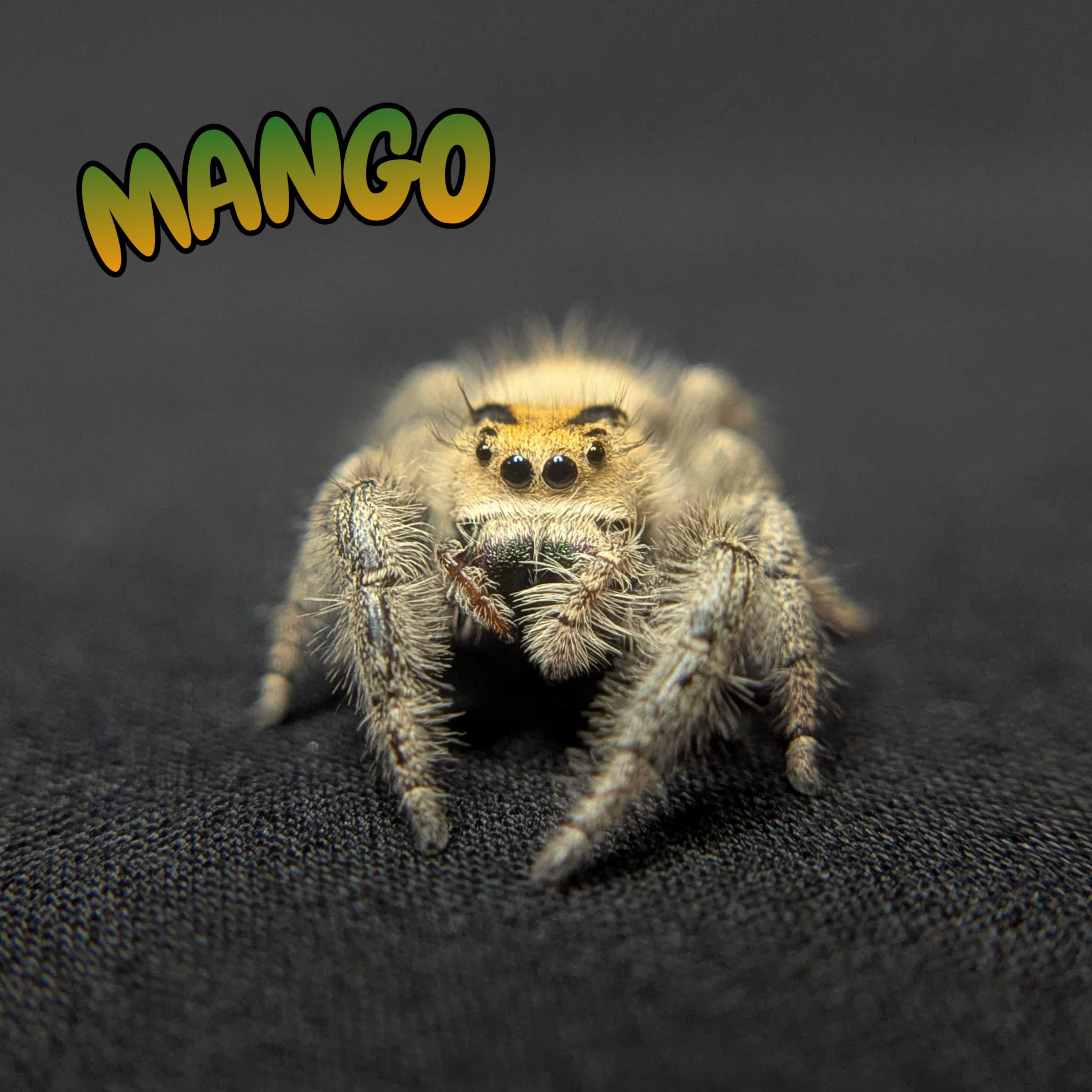 Regal Jumping Spider "Mango"
