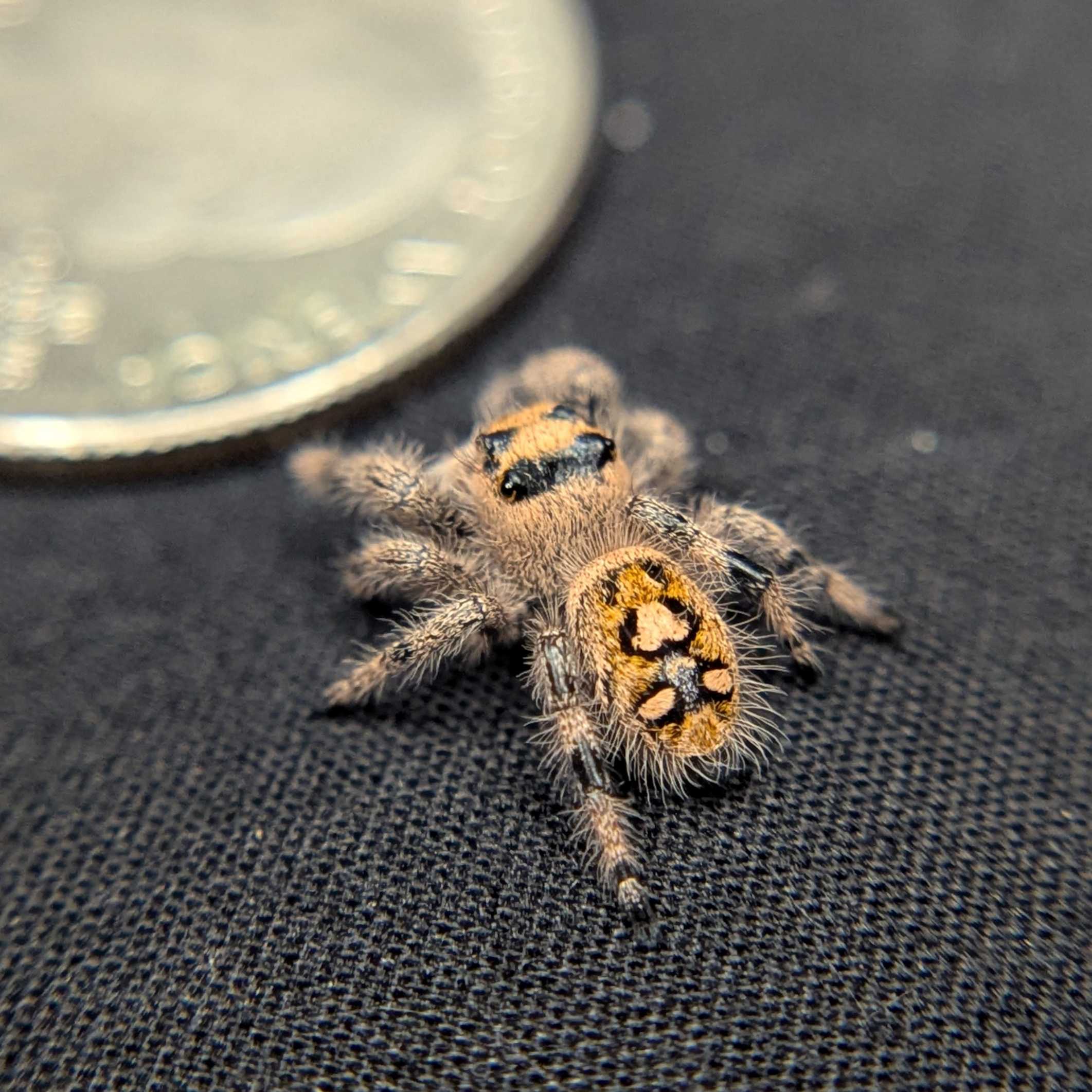 Regal Jumping Spider "Dreamcicle"