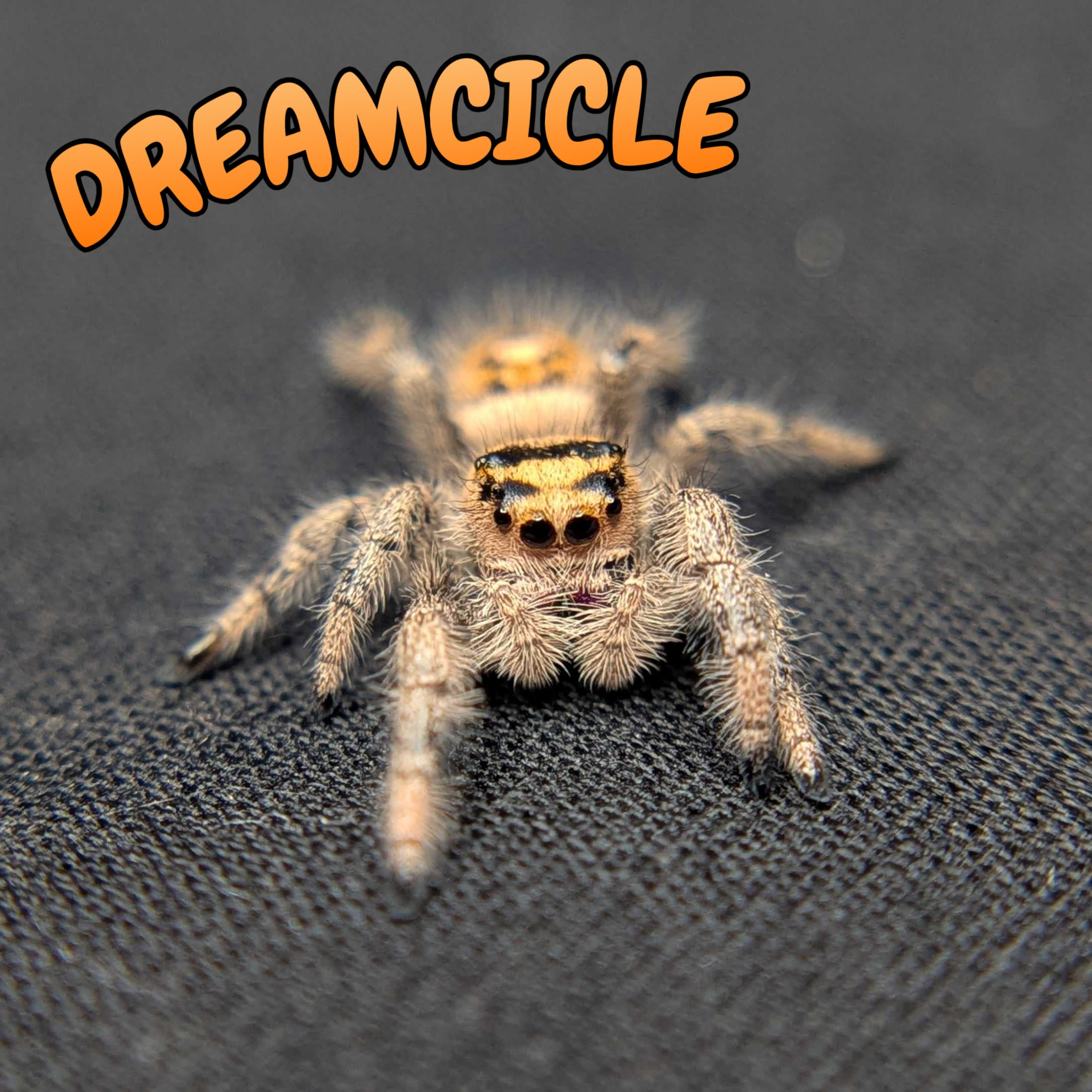 Regal Jumping Spider "Dreamcicle"