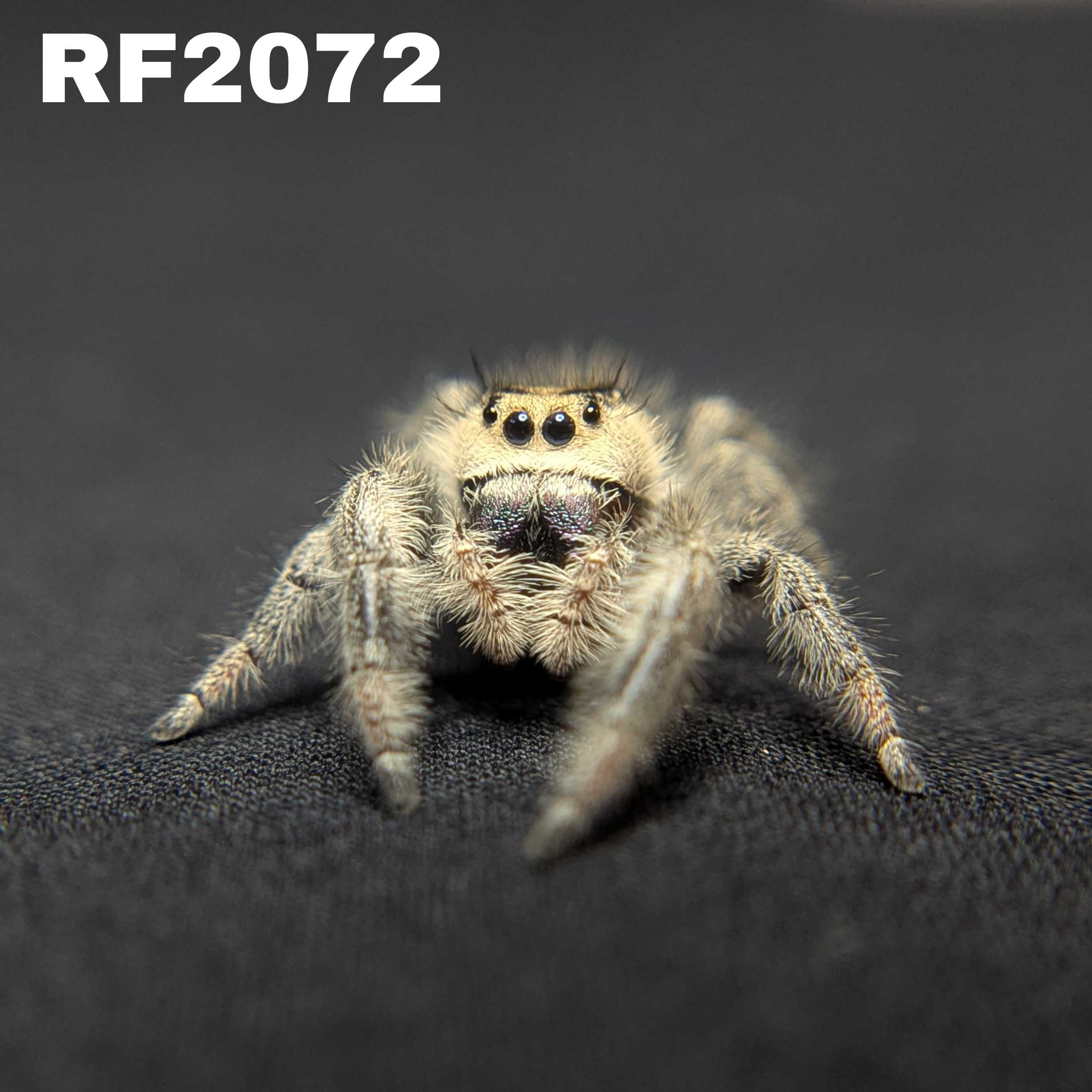 Regal Jumping Spider "Grape"