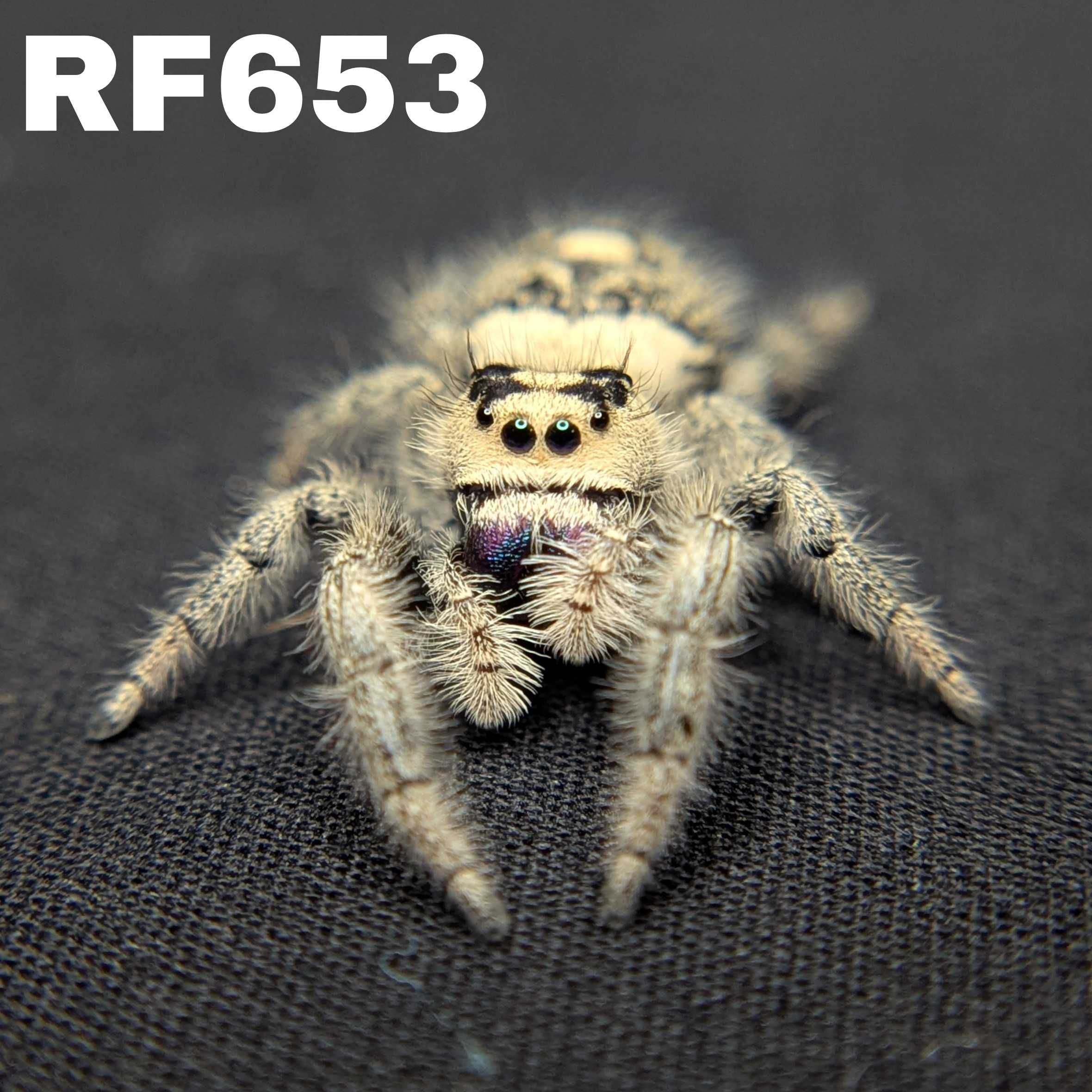 Regal Jumping Spider “Purple”