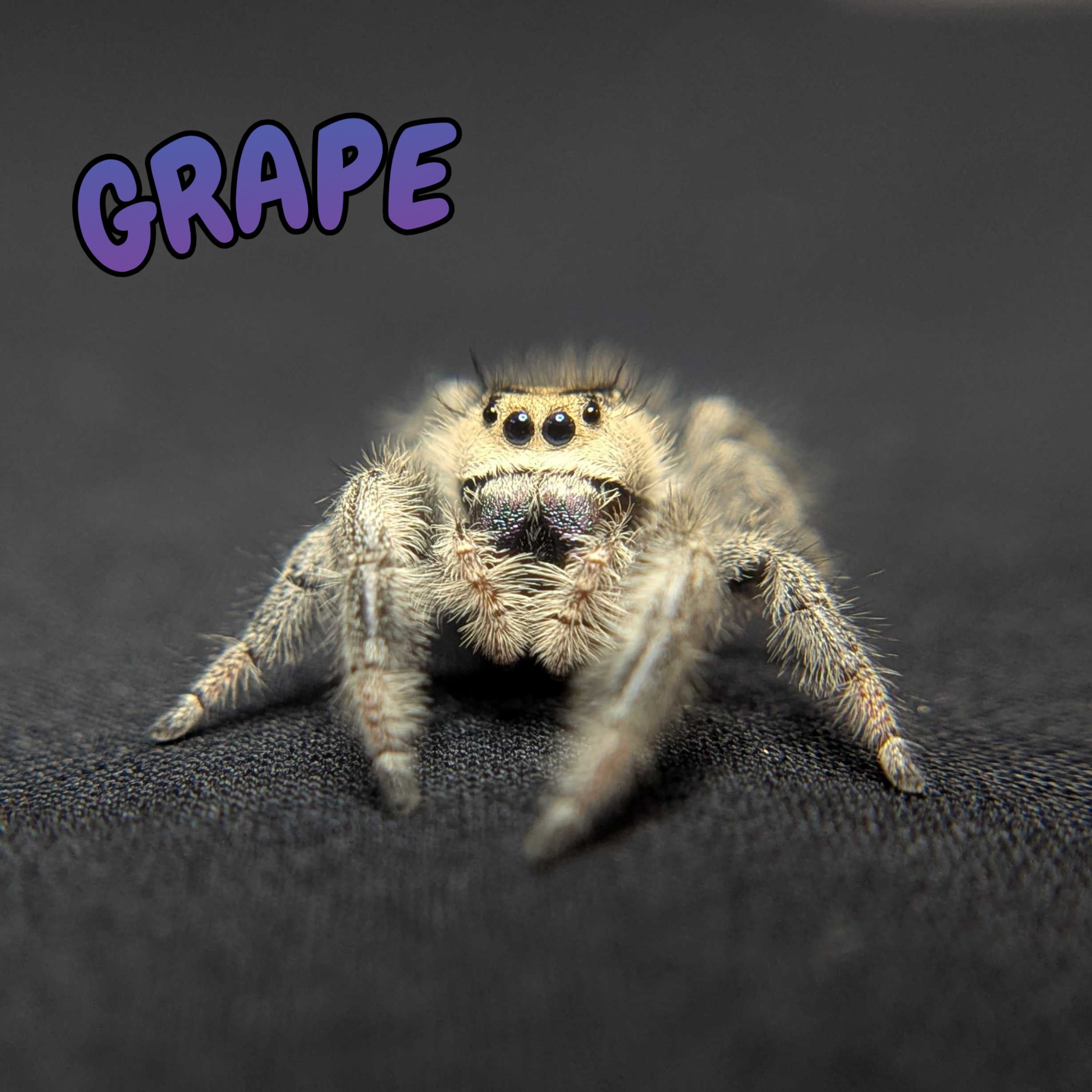 Regal Jumping Spider "Grape"