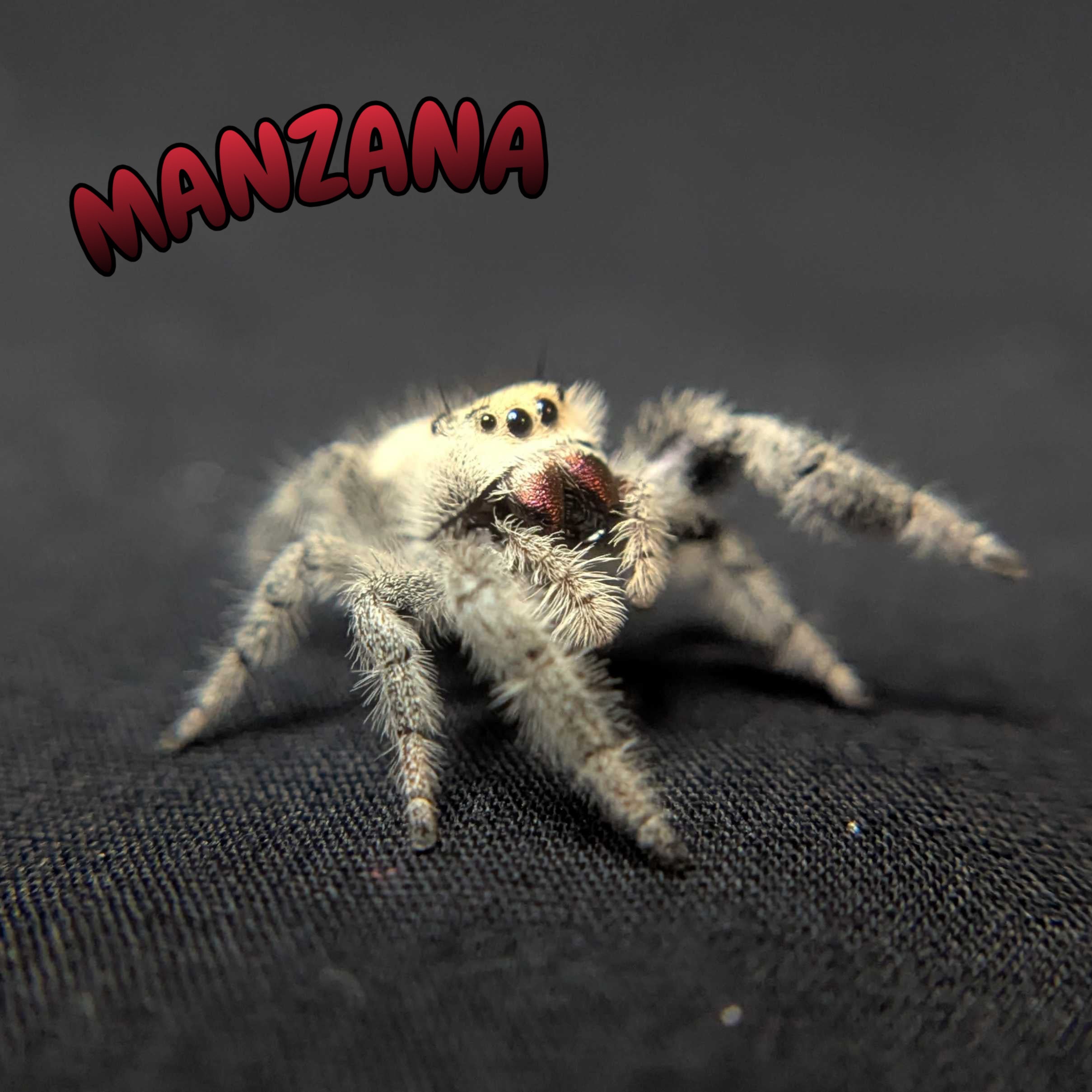 Regal Jumping Spider "Manzana"