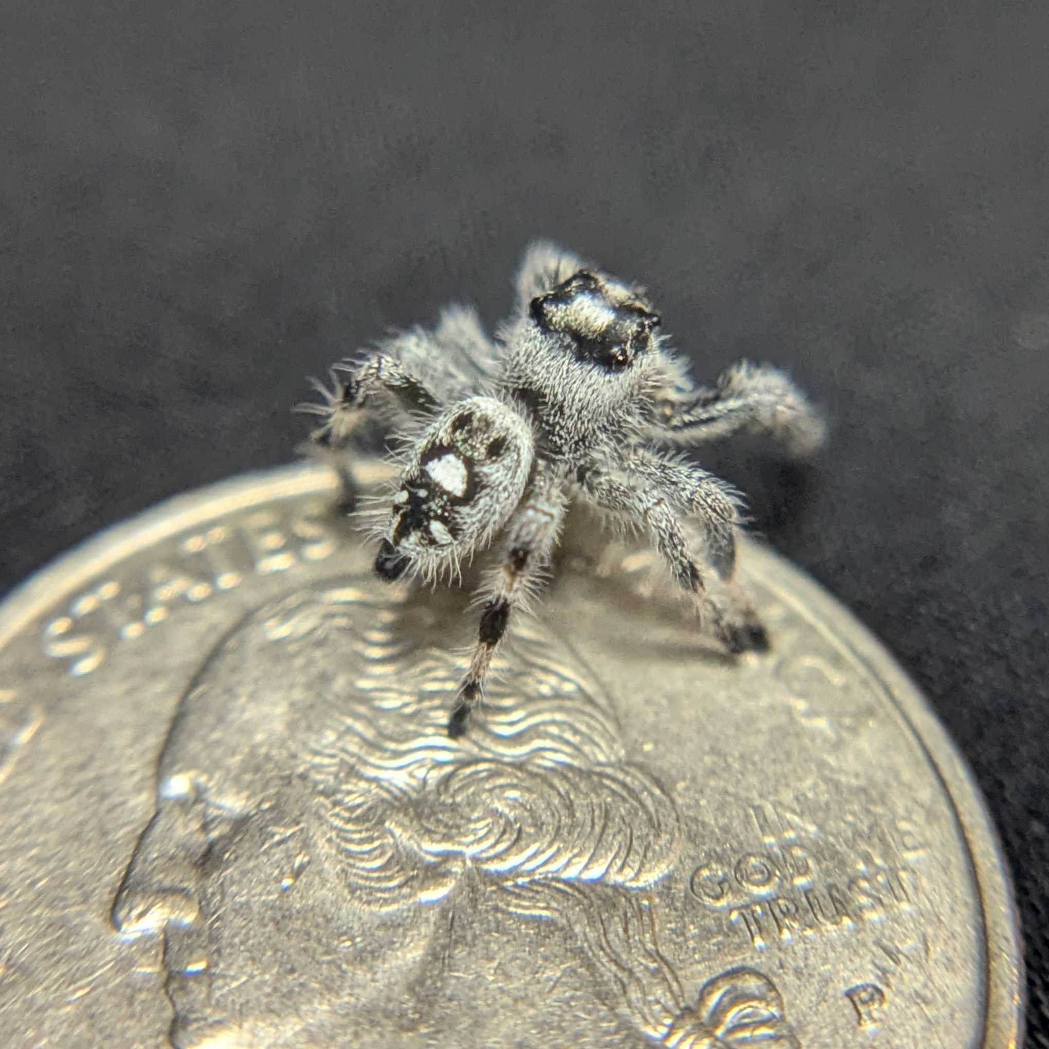 Regal Jumping Spider "Toxic" (High White)