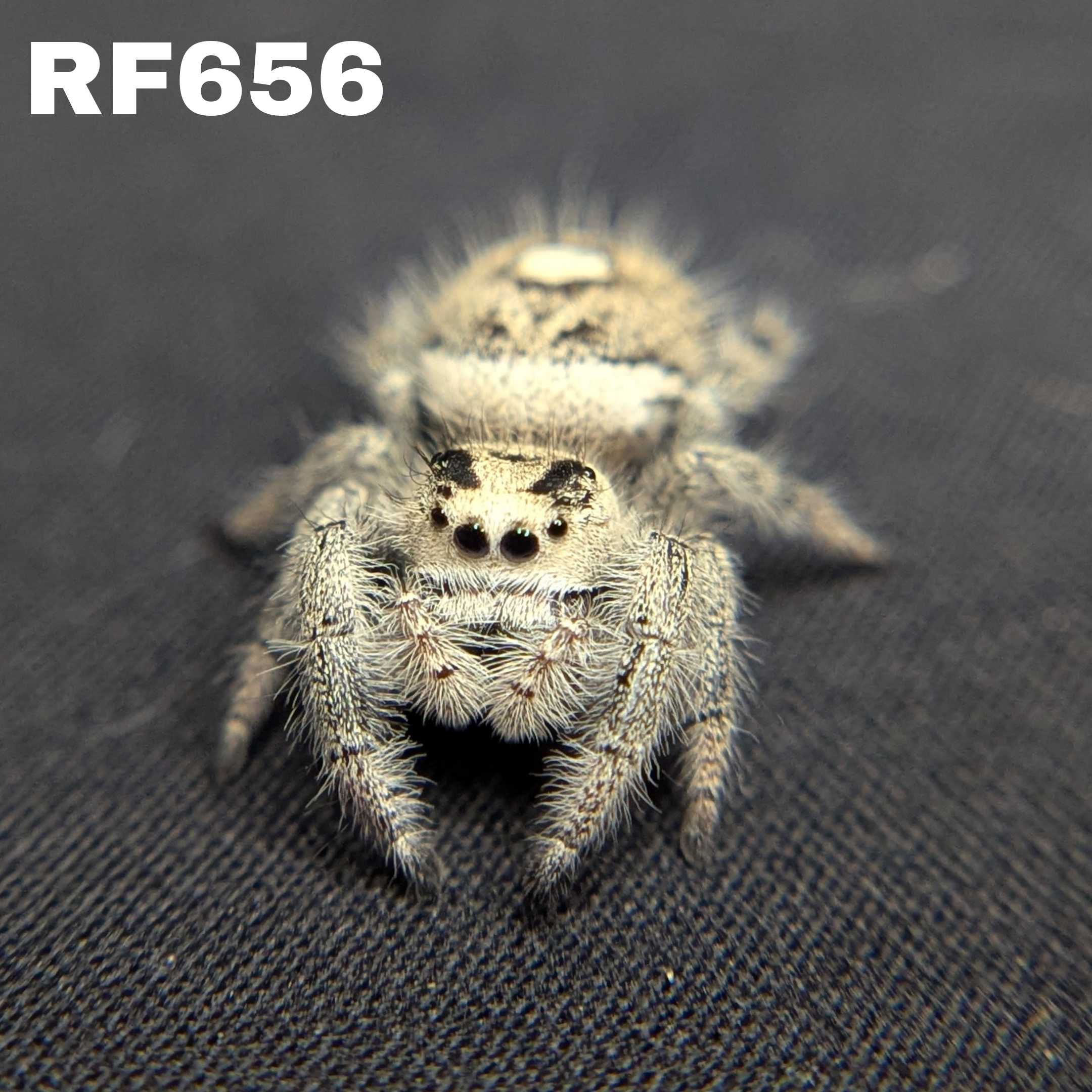 Regal Jumping Spider "Sugar"