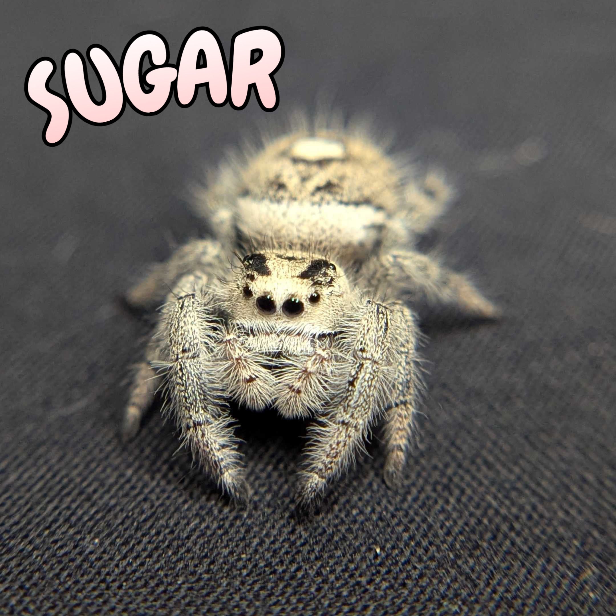 Regal Jumping Spider "Sugar"