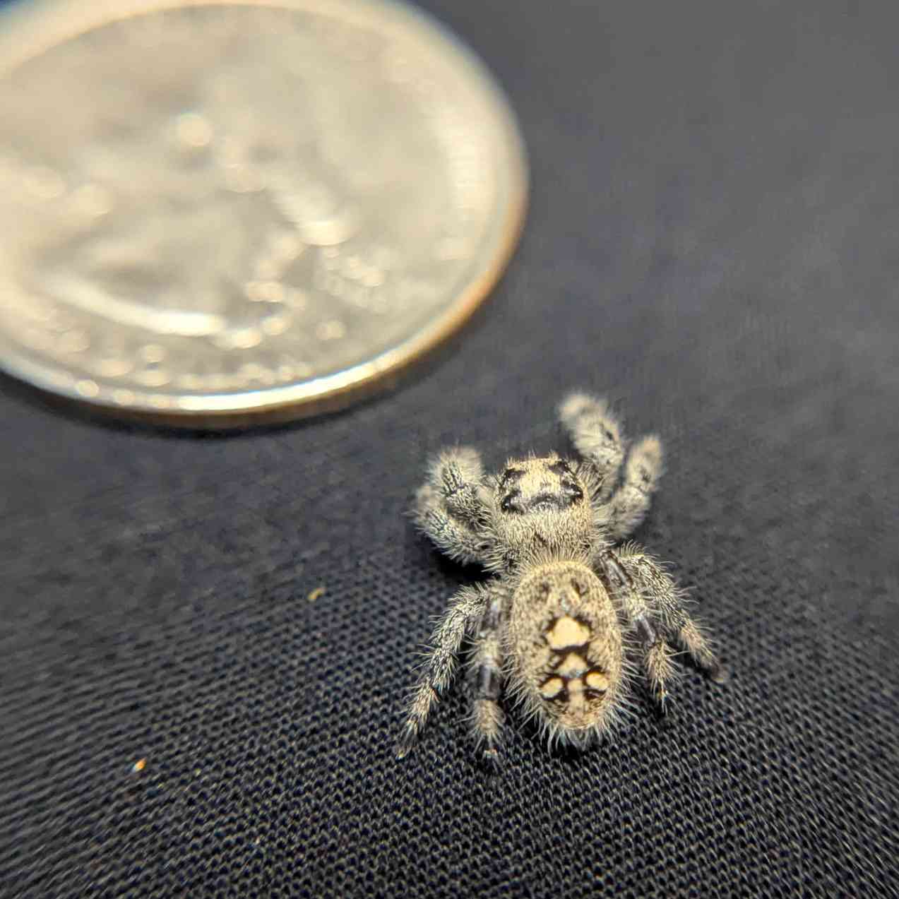 Regal Jumping Spider "Cornbread"