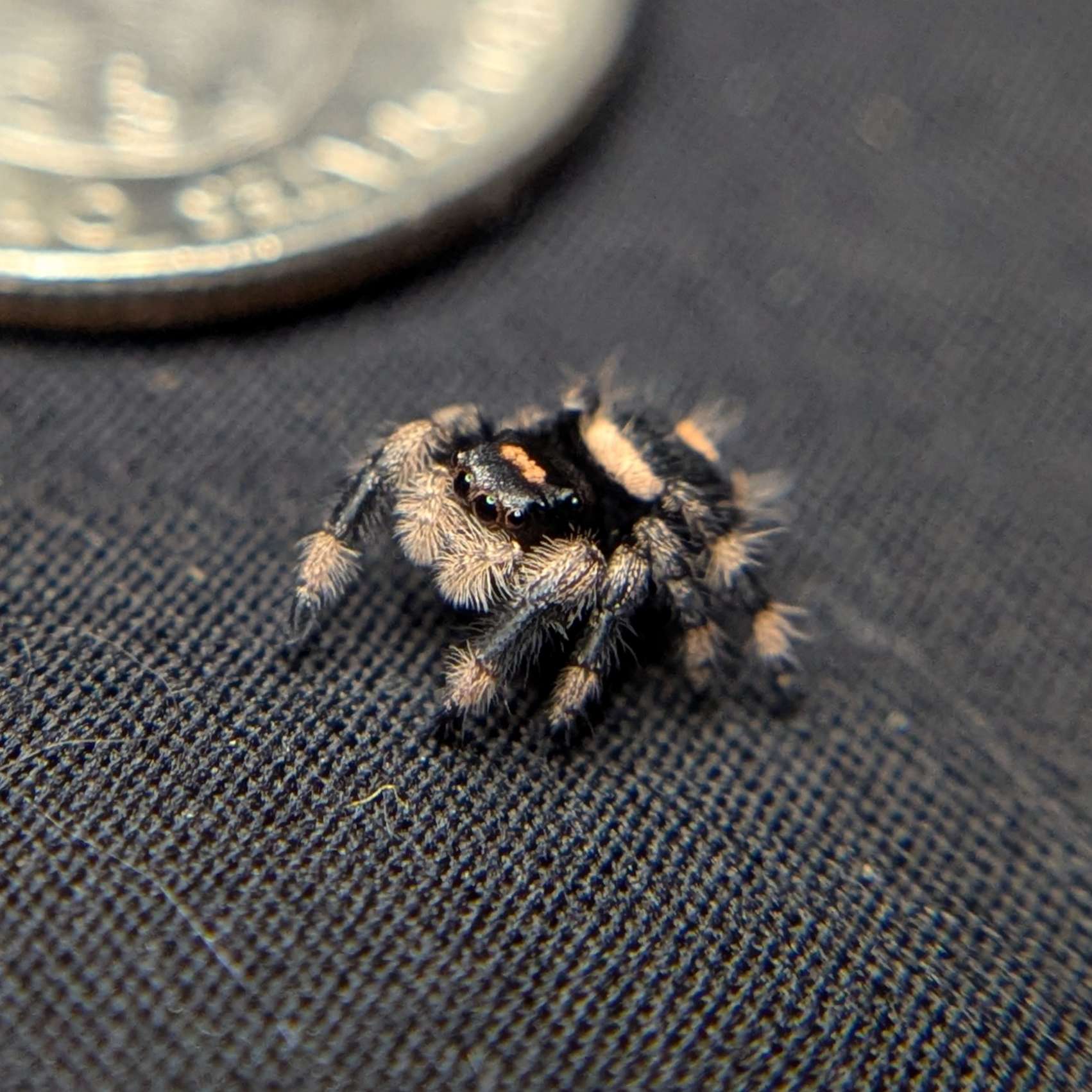 Regal Jumping Spider "Sundae"