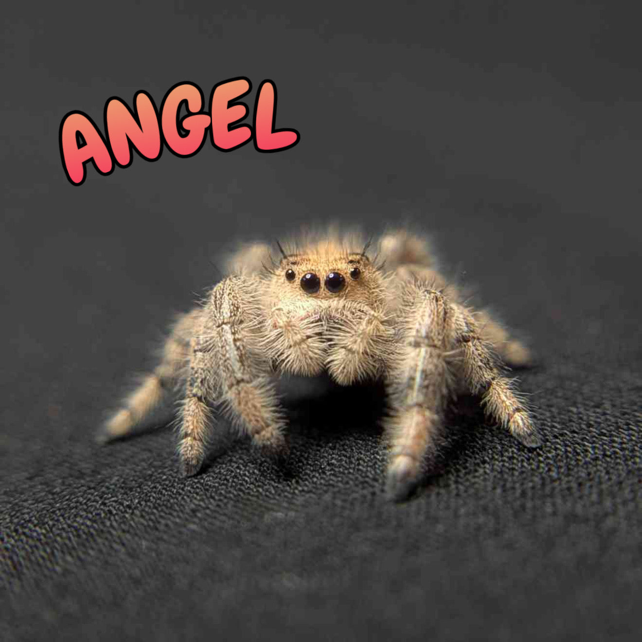 Regal Jumping Spider "Angel"