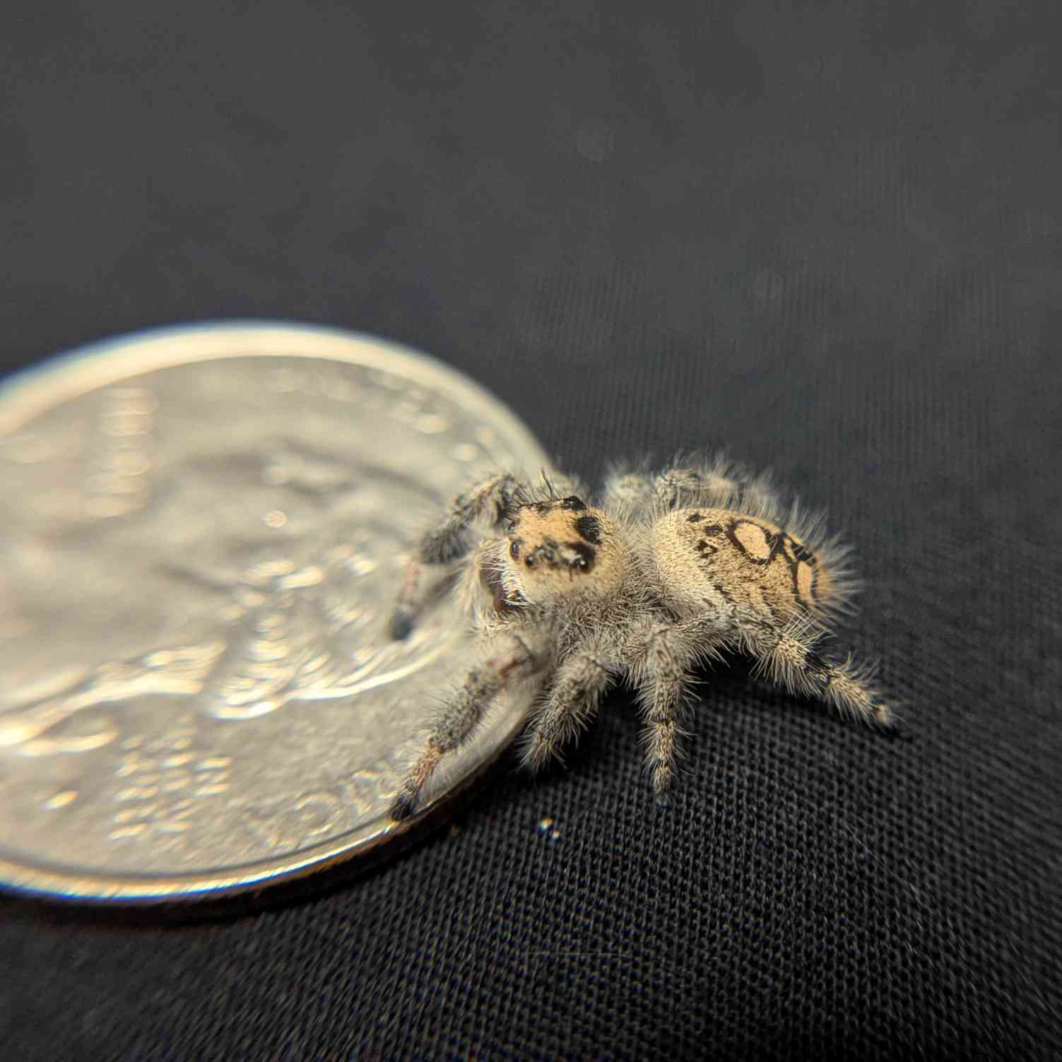Regal Jumping Spider "Violet"