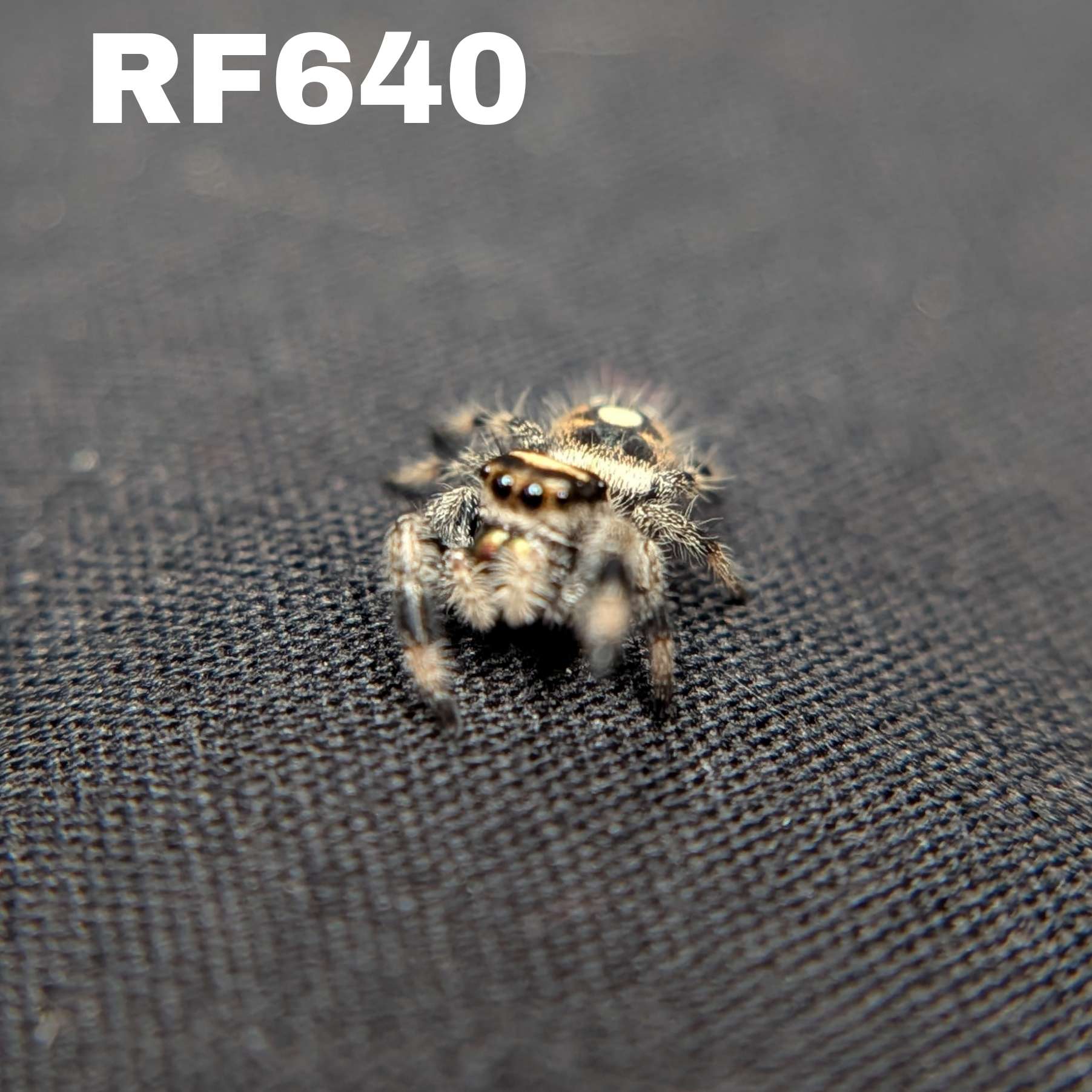 Regal Jumping Spider "Corn"