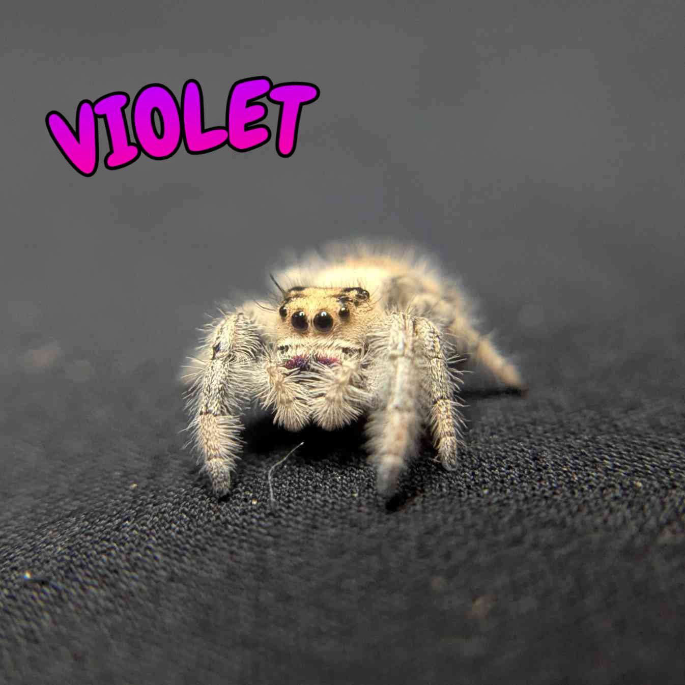 Regal Jumping Spider "Violet"