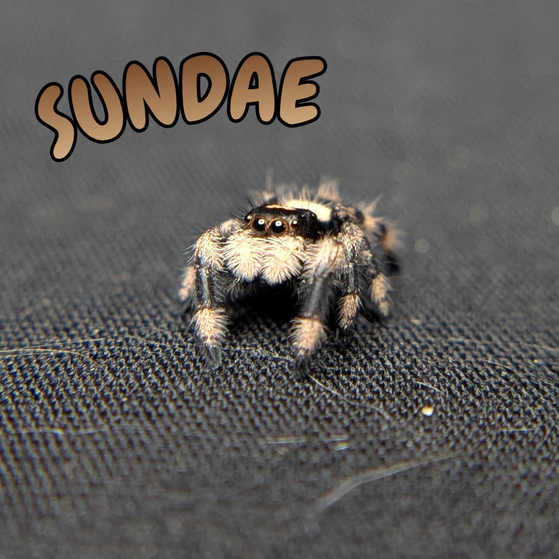 Regal Jumping Spider "Sundae"