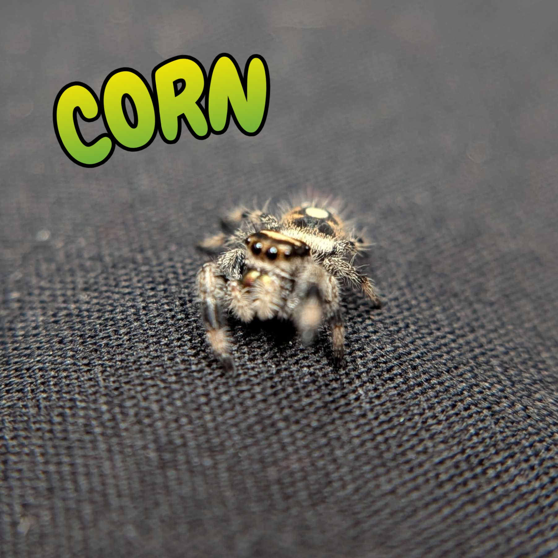 Regal Jumping Spider "Corn"