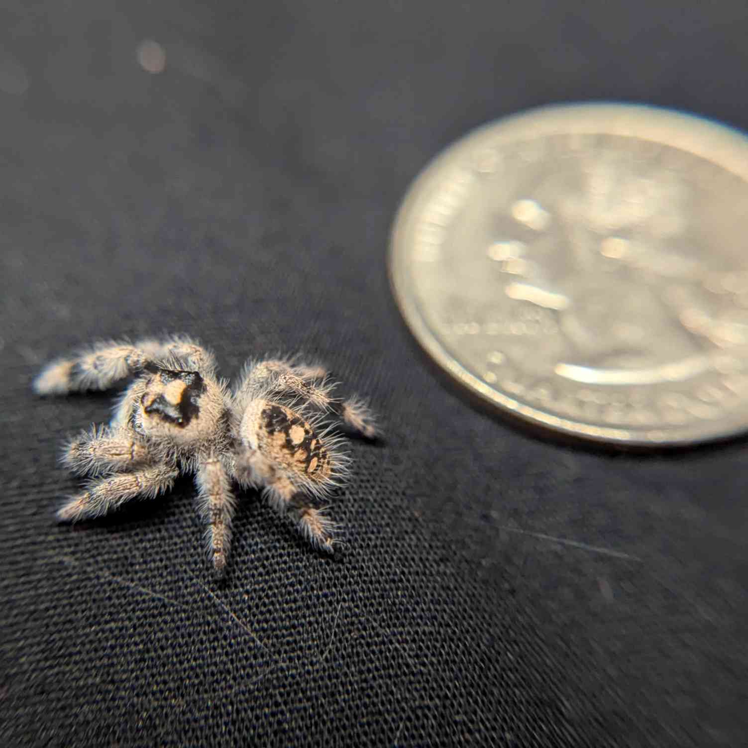 Regal Jumping Spider "Raspberry"