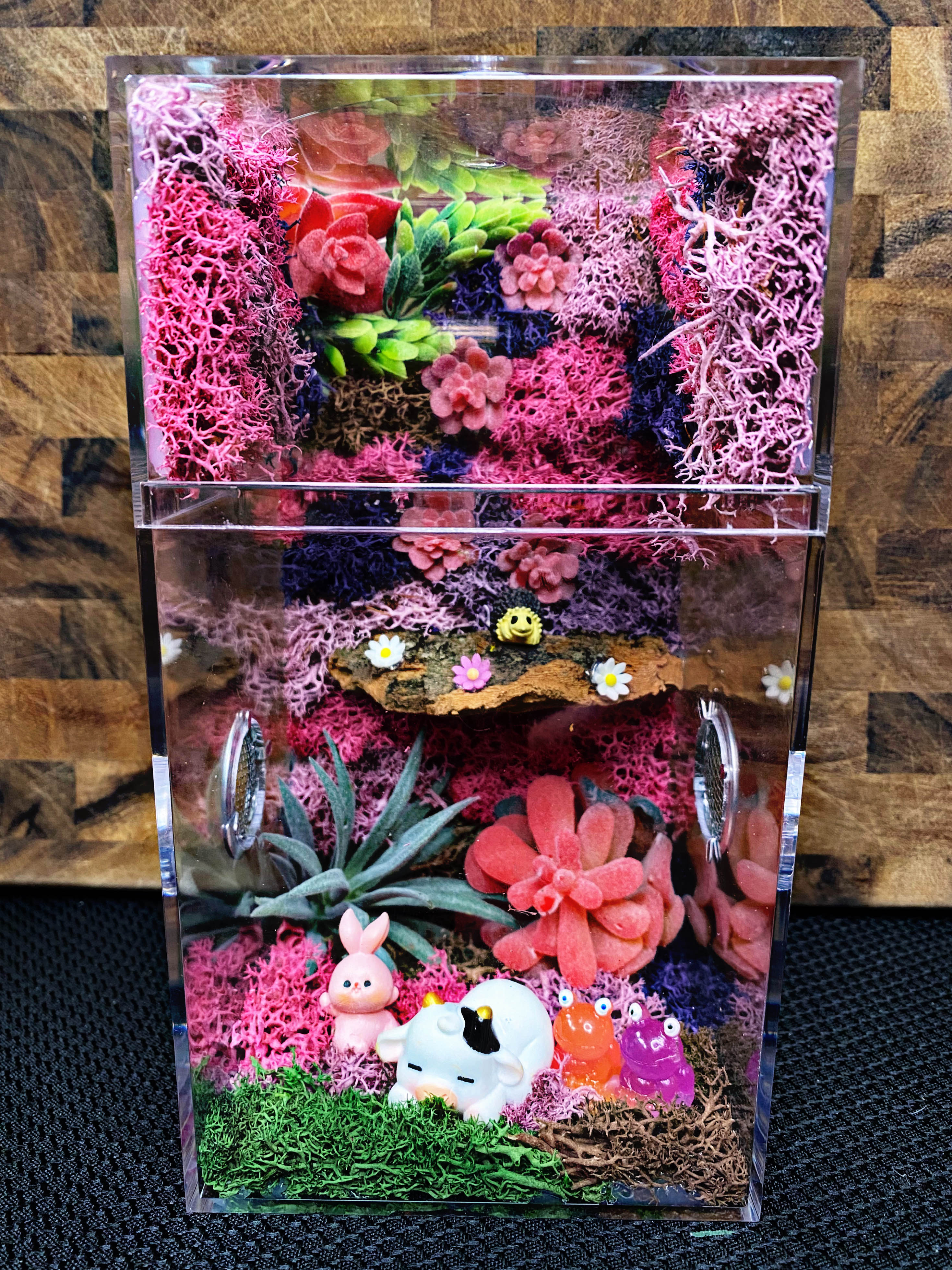 Custom Jumping Spider Enclosure