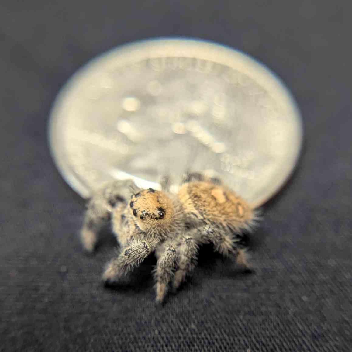 Regal Jumping Spider "Lavender"
