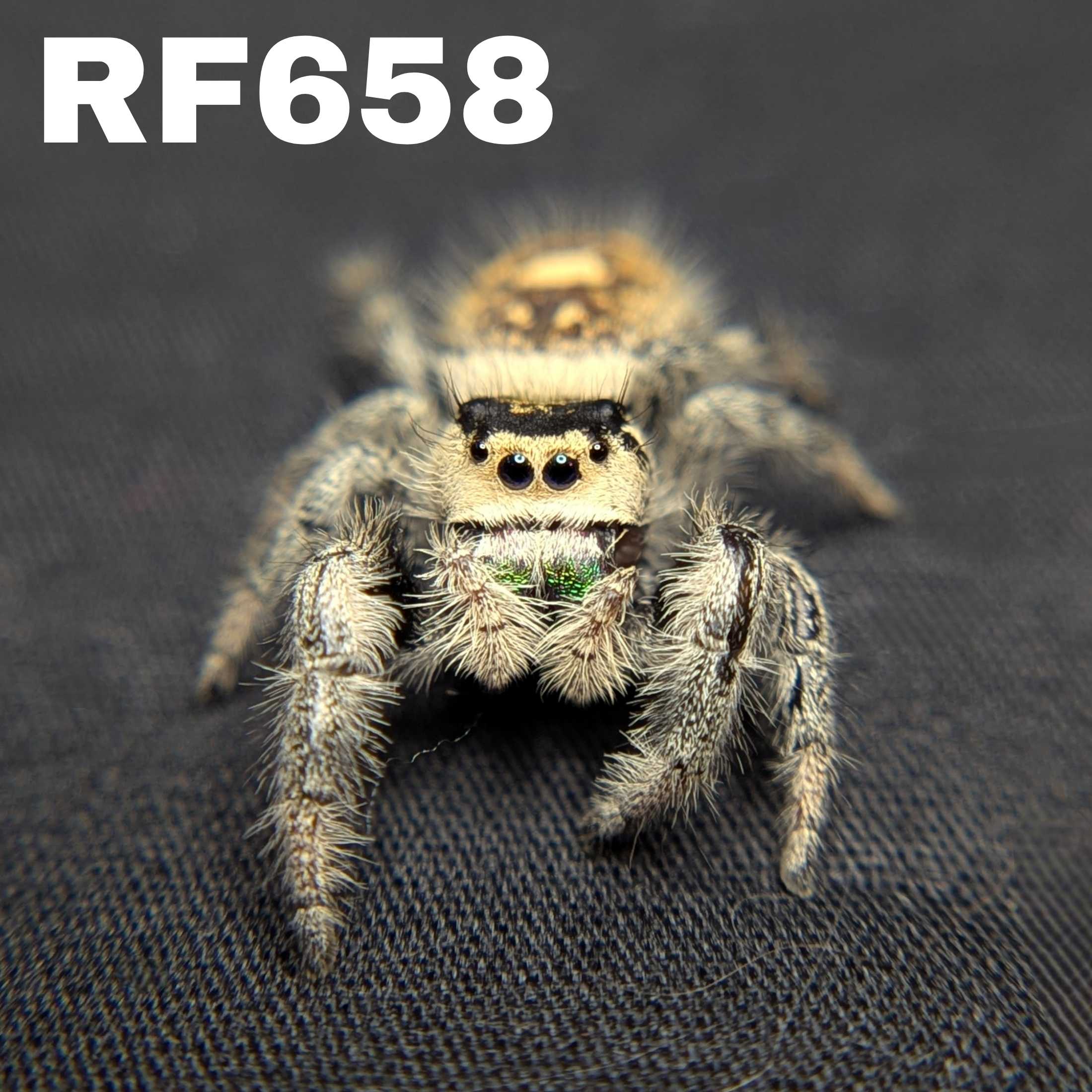 Regal Jumping Spider “Fern Spice”