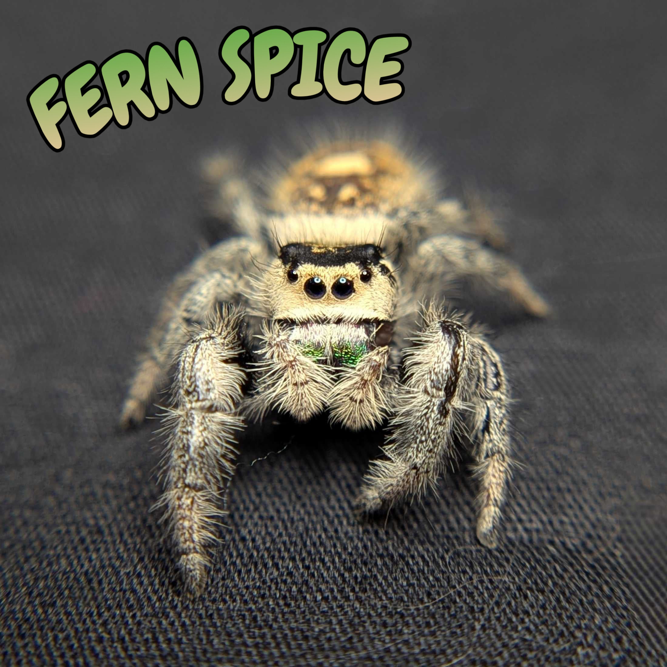 Regal Jumping Spider “Fern Spice”