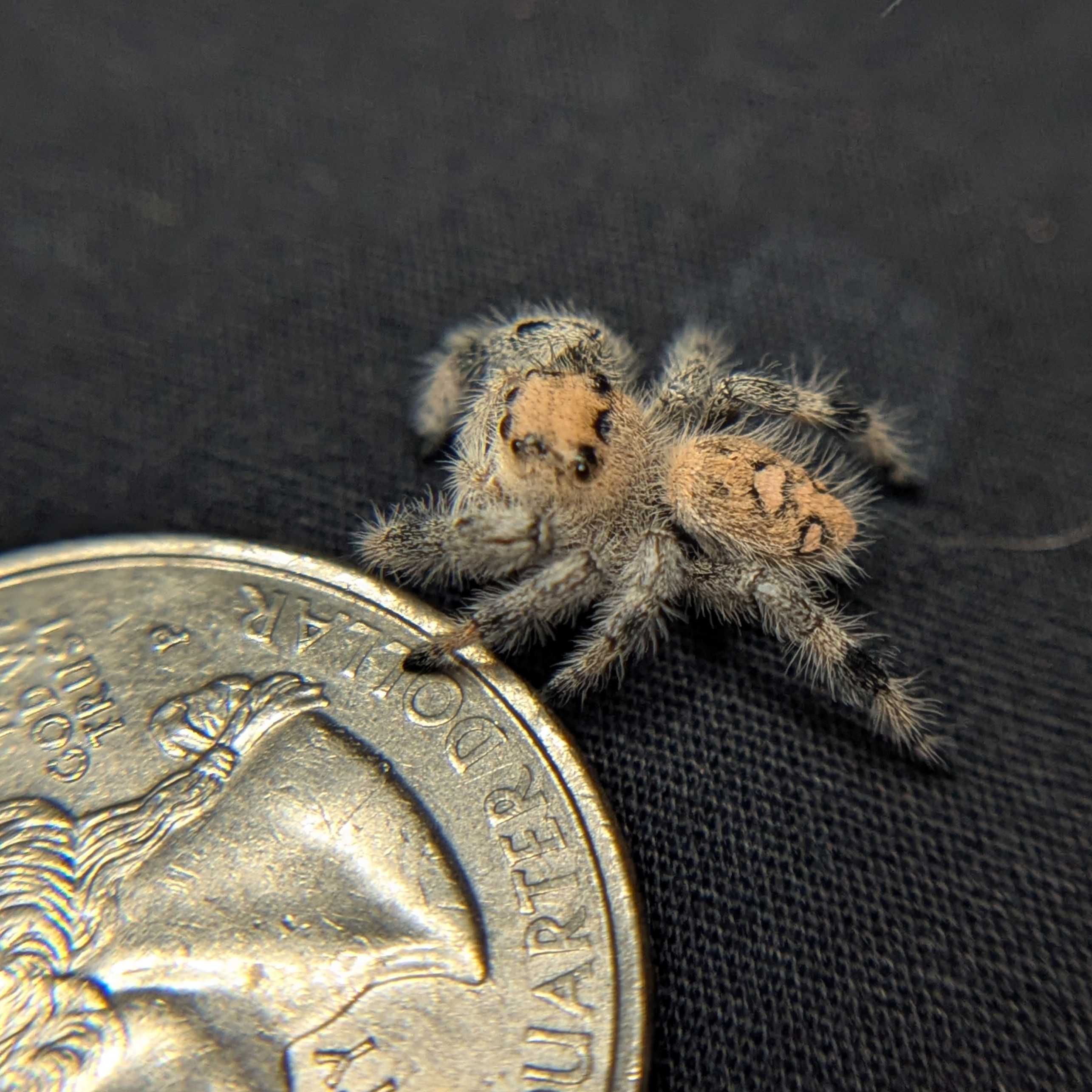Regal Jumping Spider "Paradise"
