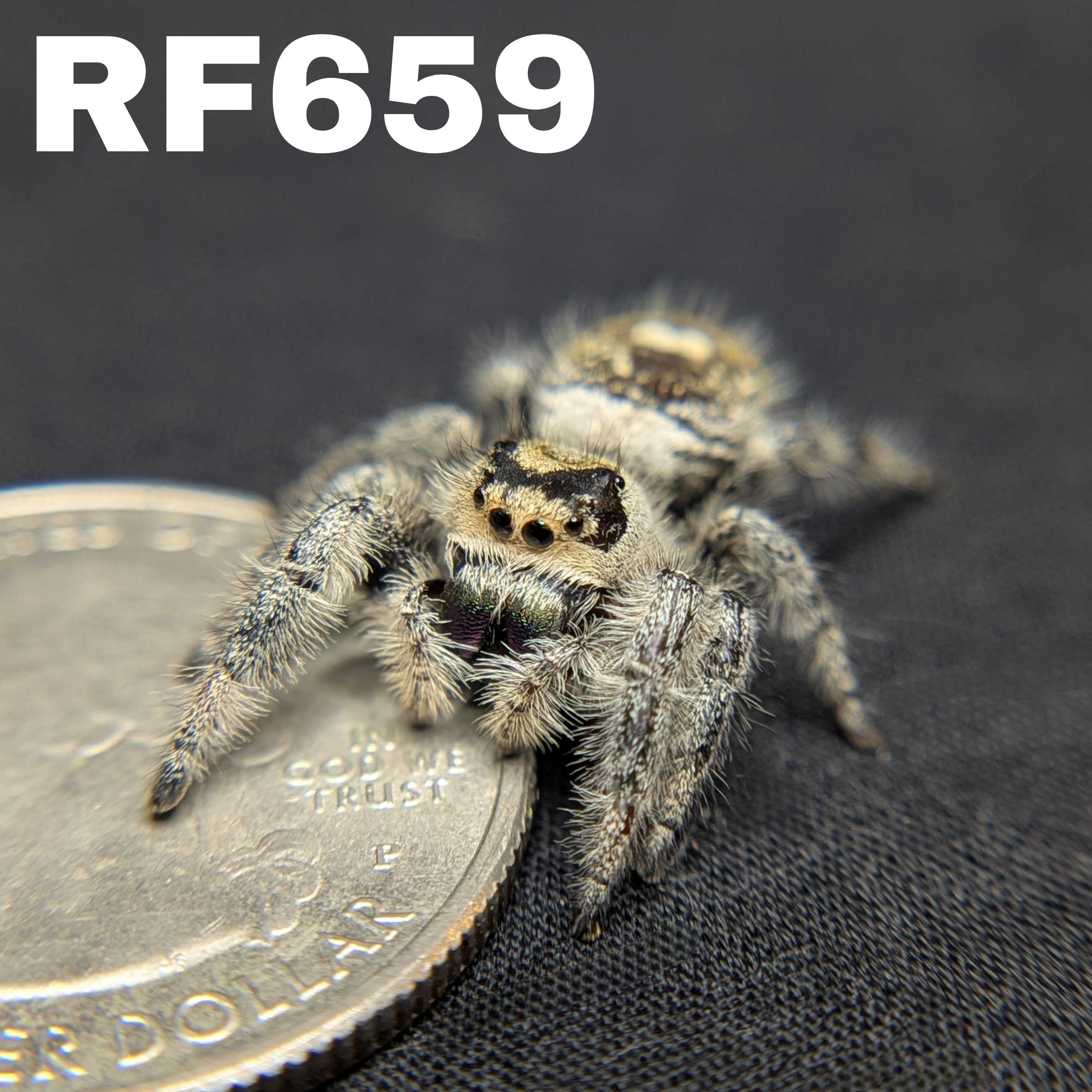 Regal Jumping Spider “Wheatly”