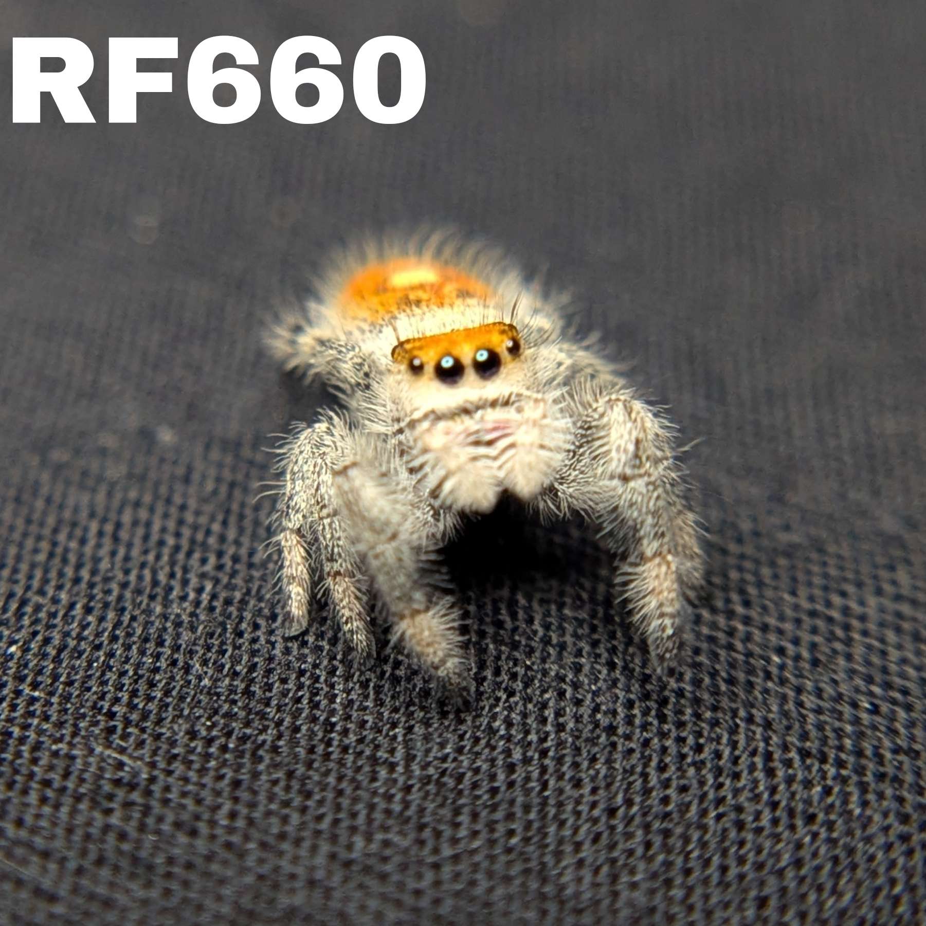 Regal Jumping Spider “Cider Grove”