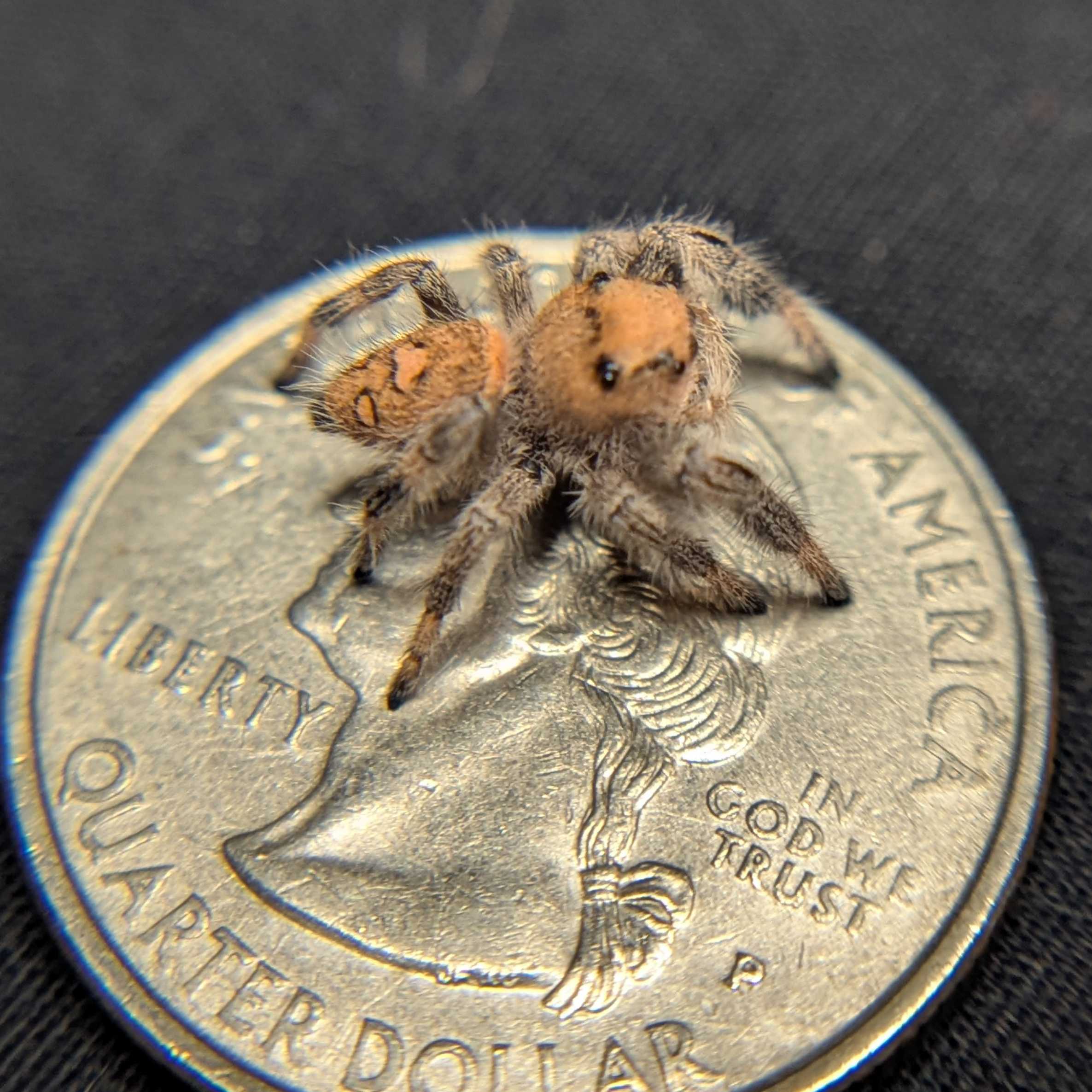Regal Jumping Spider "Marmalade"