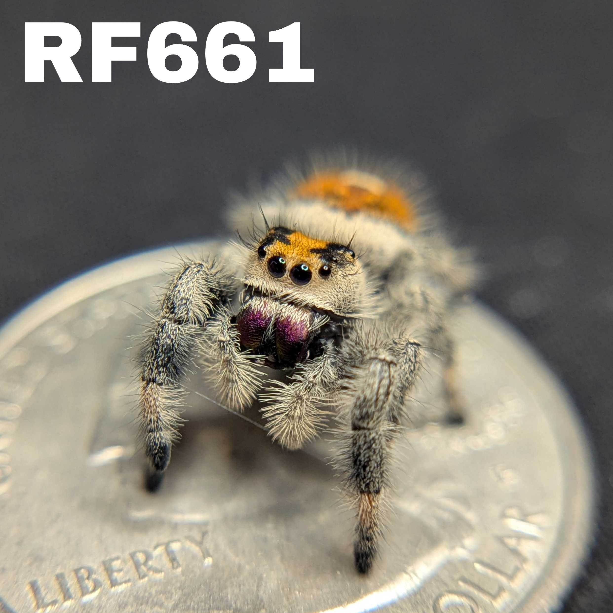 Regal Jumping Spider “Blackberry Pie”