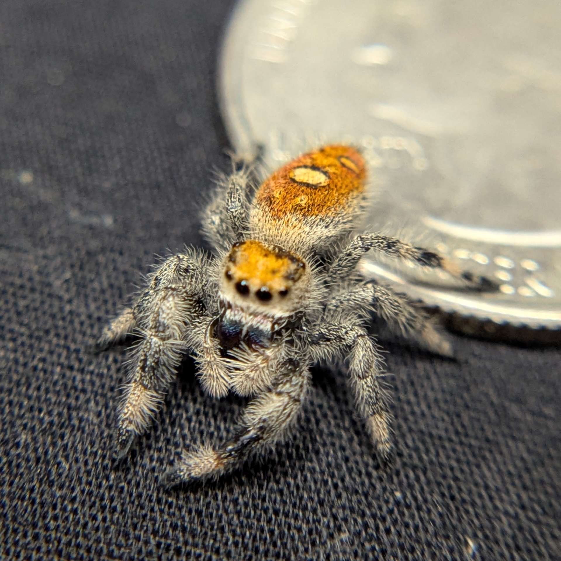 Regal Jumping Spider “Berry Biscuit”