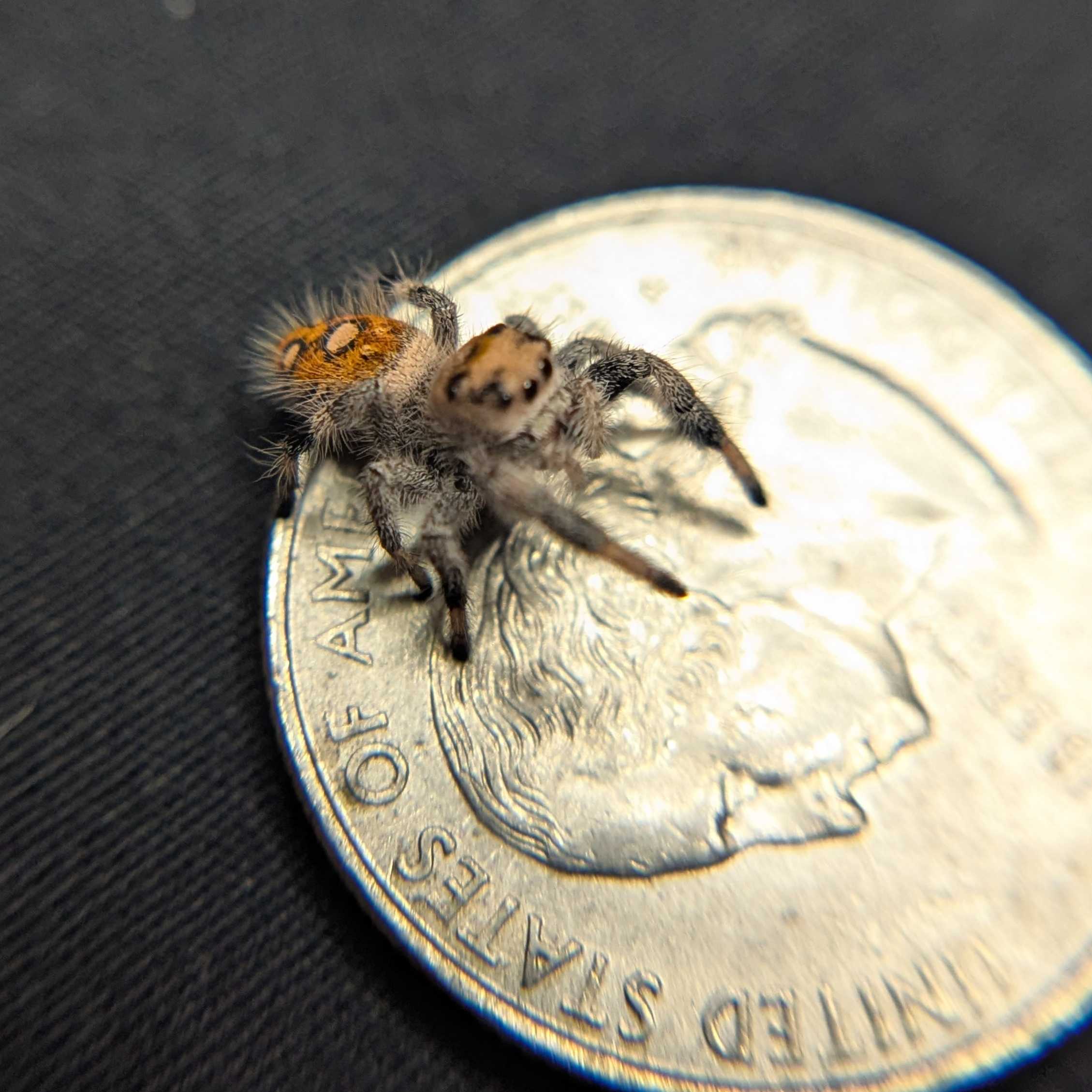 Regal Jumping Spider "Hippy"