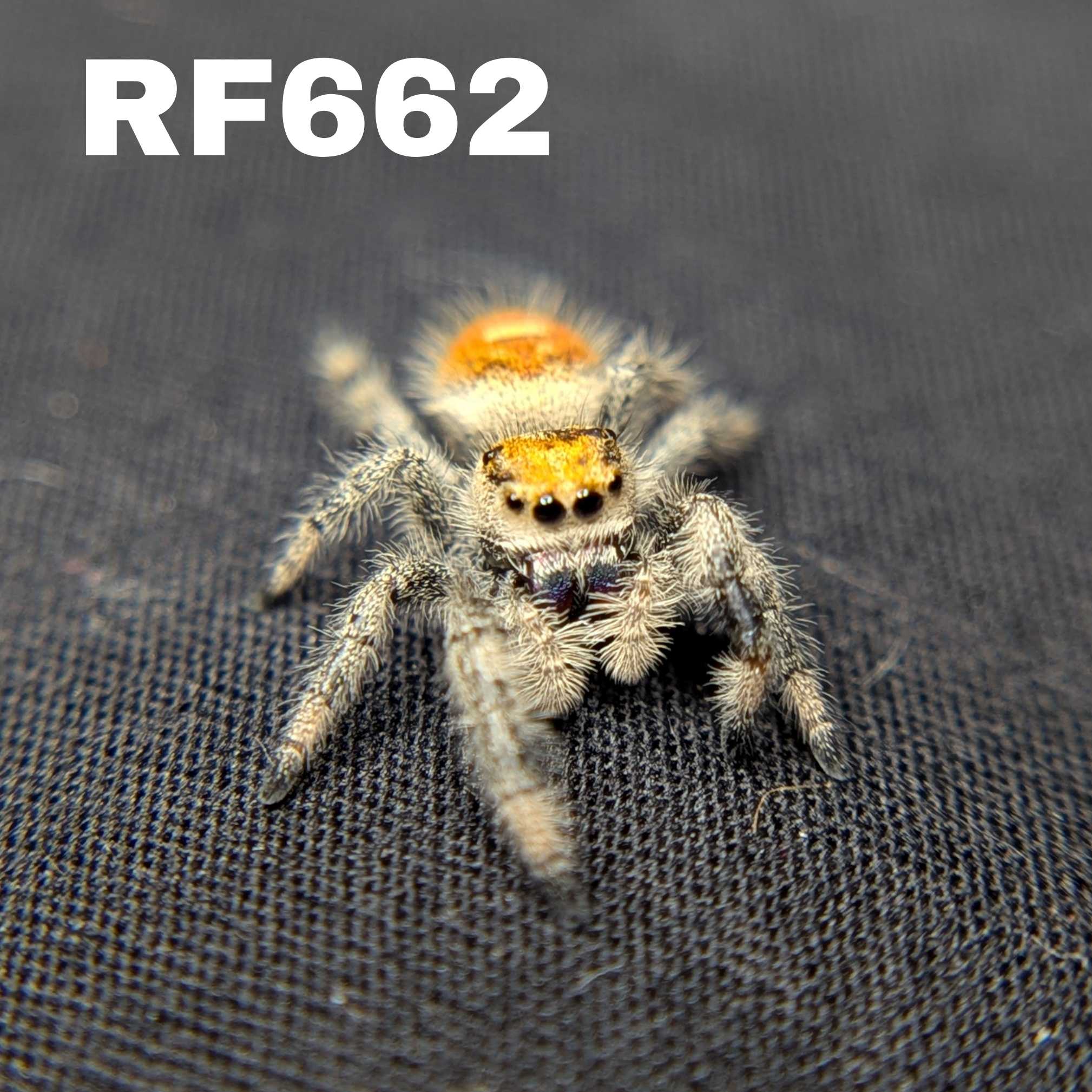 Regal Jumping Spider “Berry Biscuit”