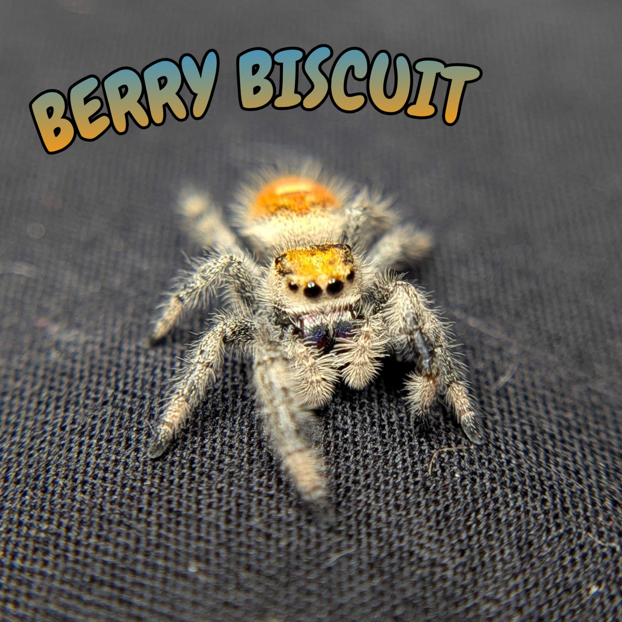 Regal Jumping Spider “Berry Biscuit”