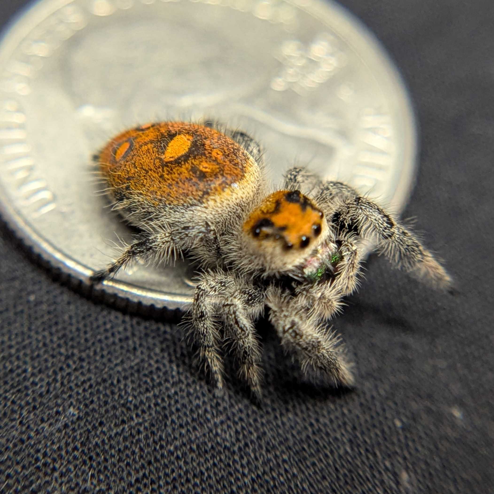 Regal Jumping Spider “Harvest Fern”