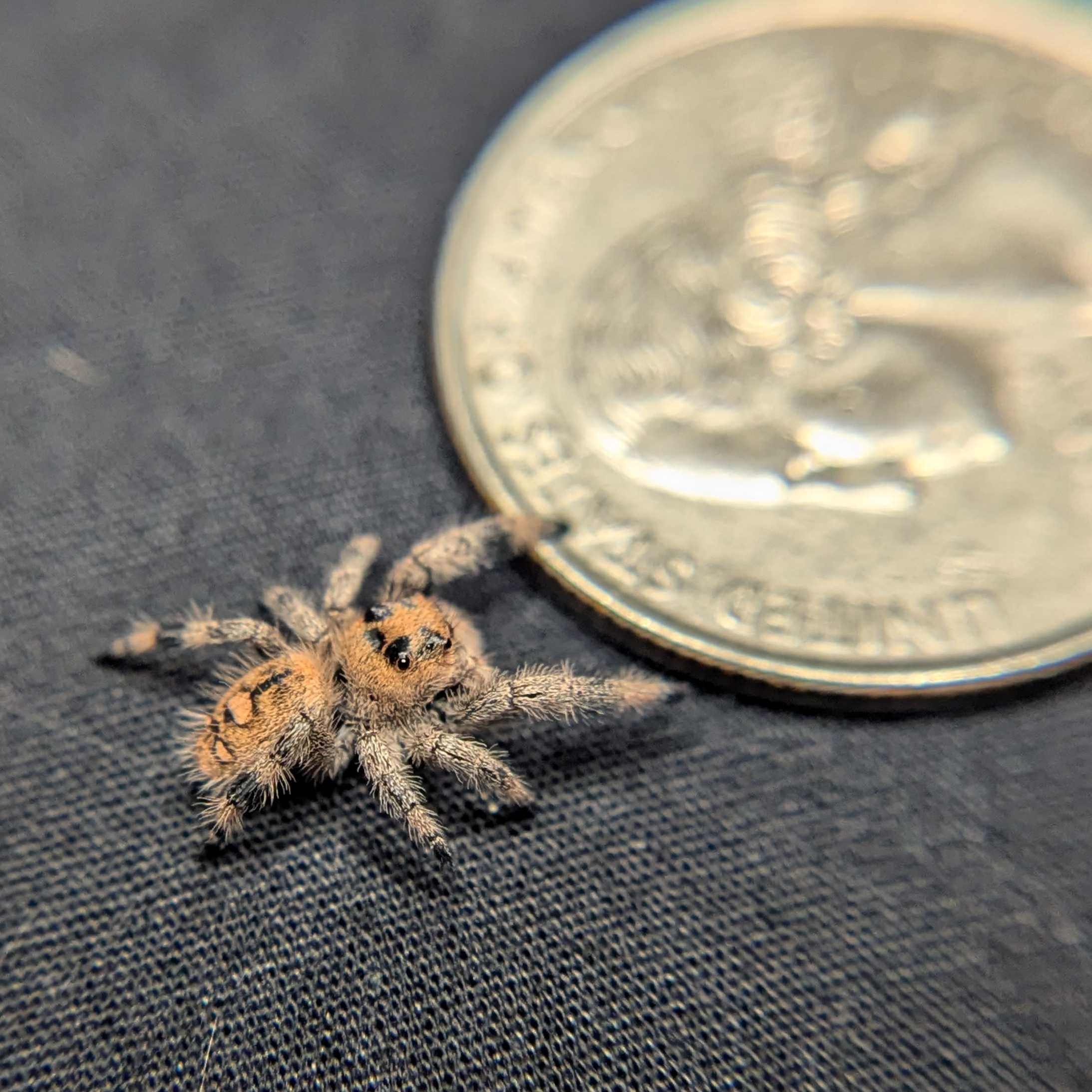 Regal Jumping Spider “Cake Batter”