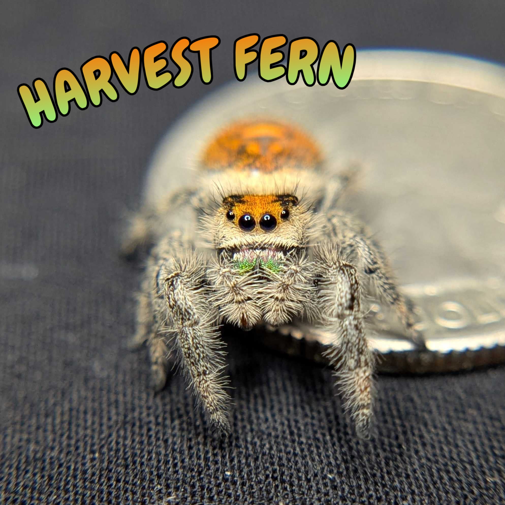 Regal Jumping Spider “Harvest Fern”