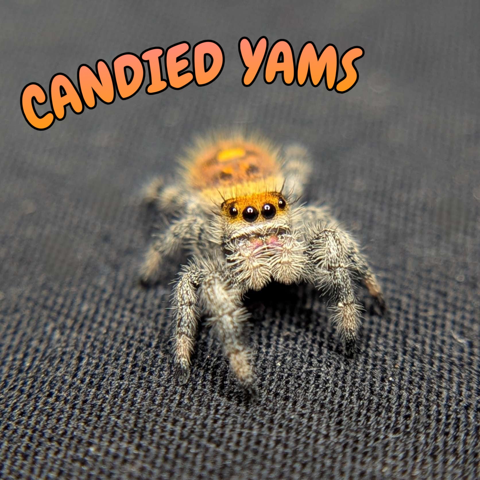 Regal Jumping Spider “Candied Yams”