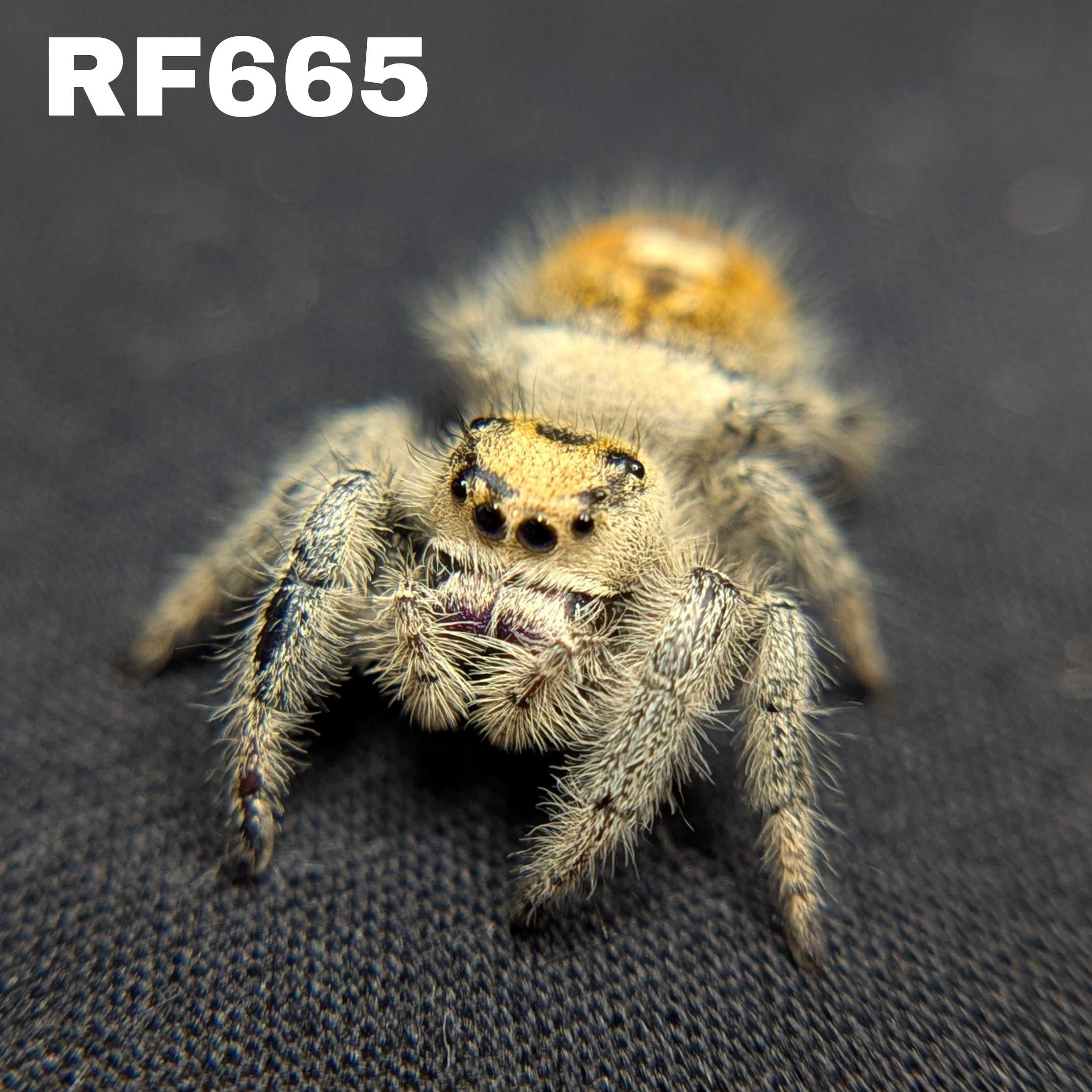 Regal Jumping Spider “Shortbread”