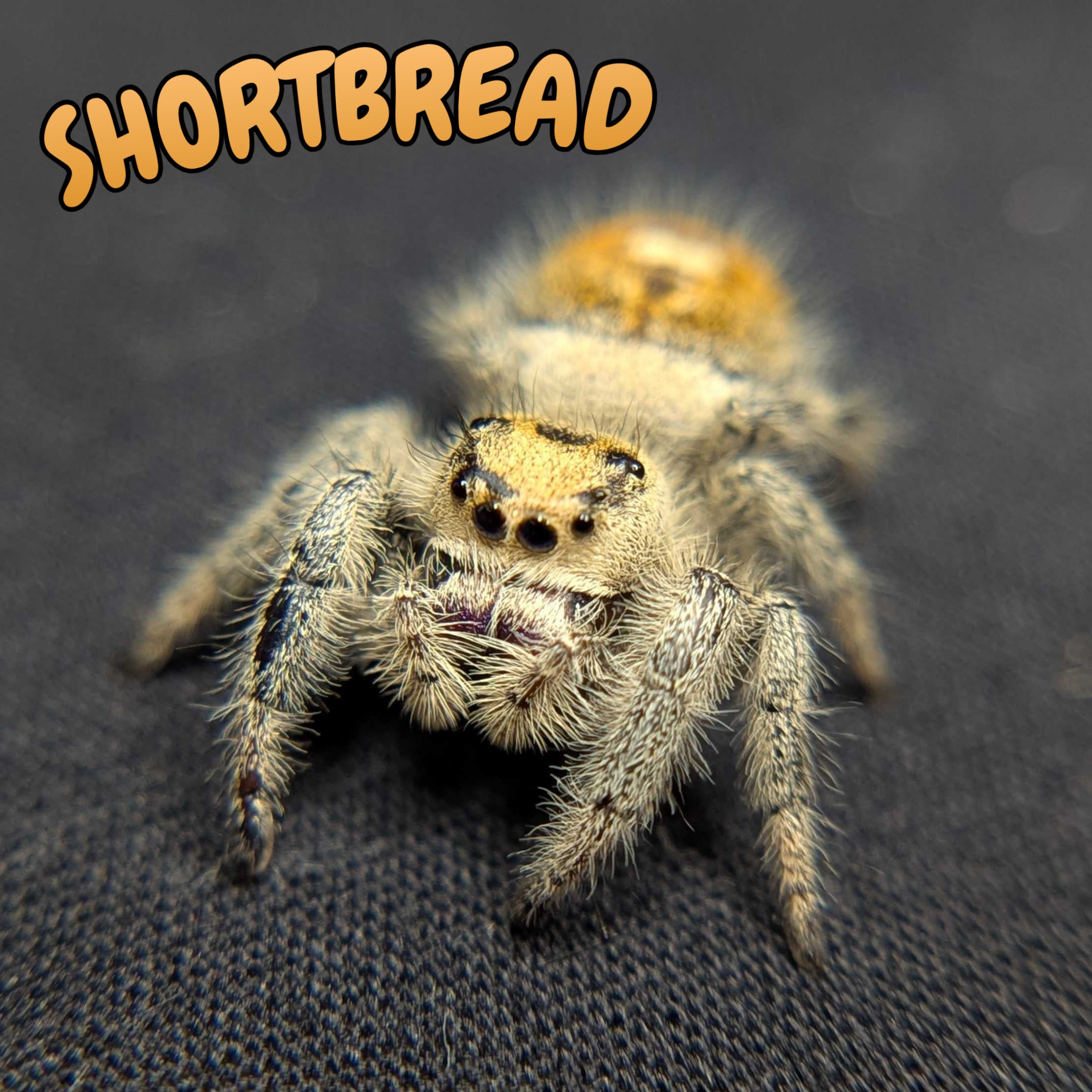Regal Jumping Spider “Shortbread”
