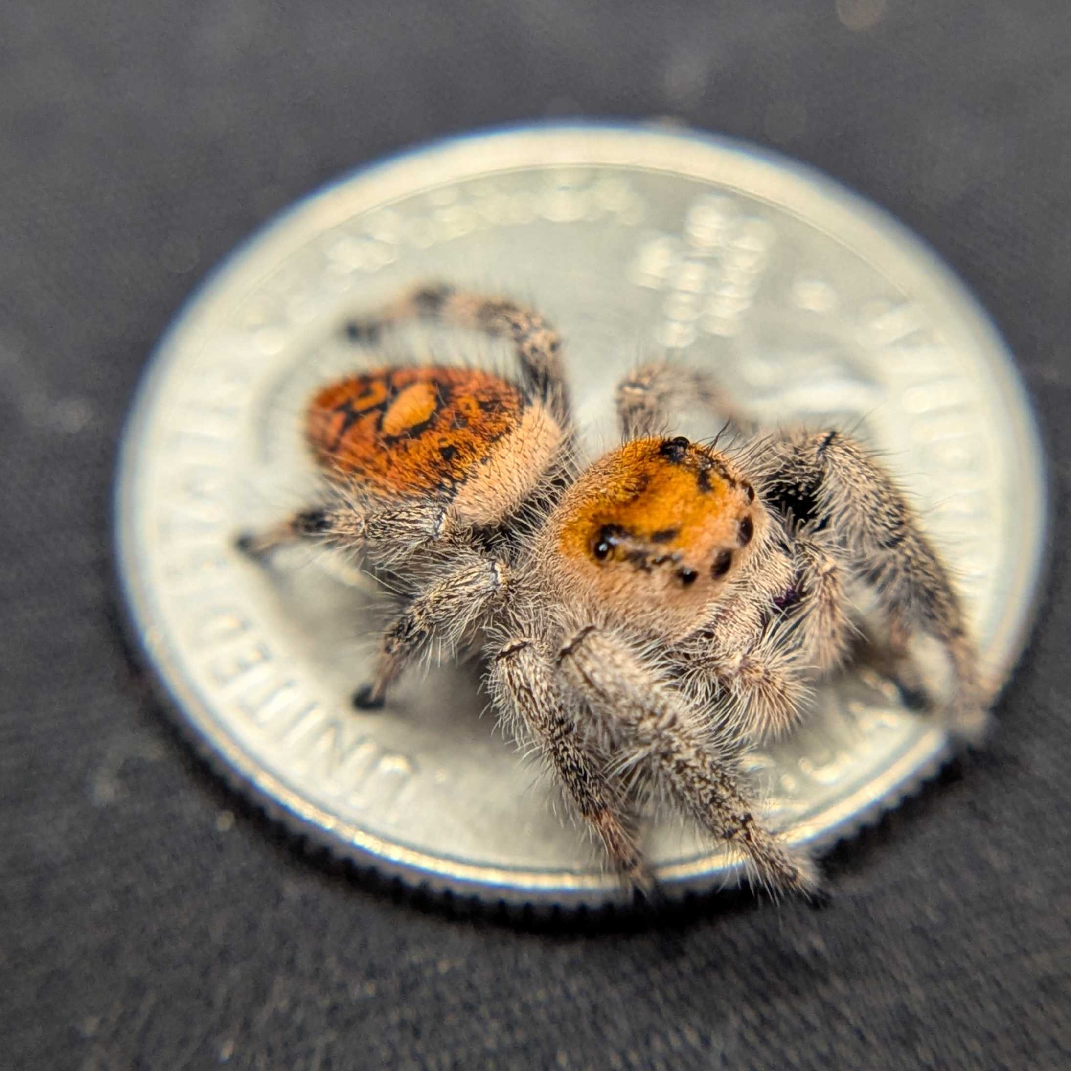 Regal Jumping Spider “Royal Yam”