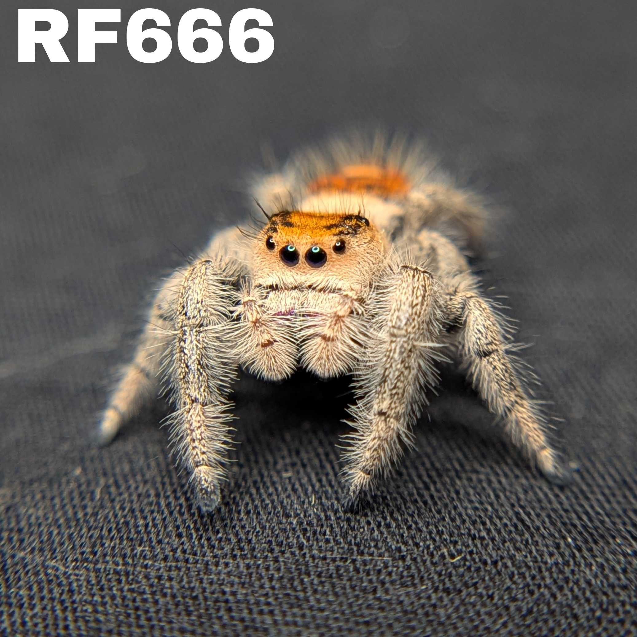 Regal Jumping Spider “Royal Yam”