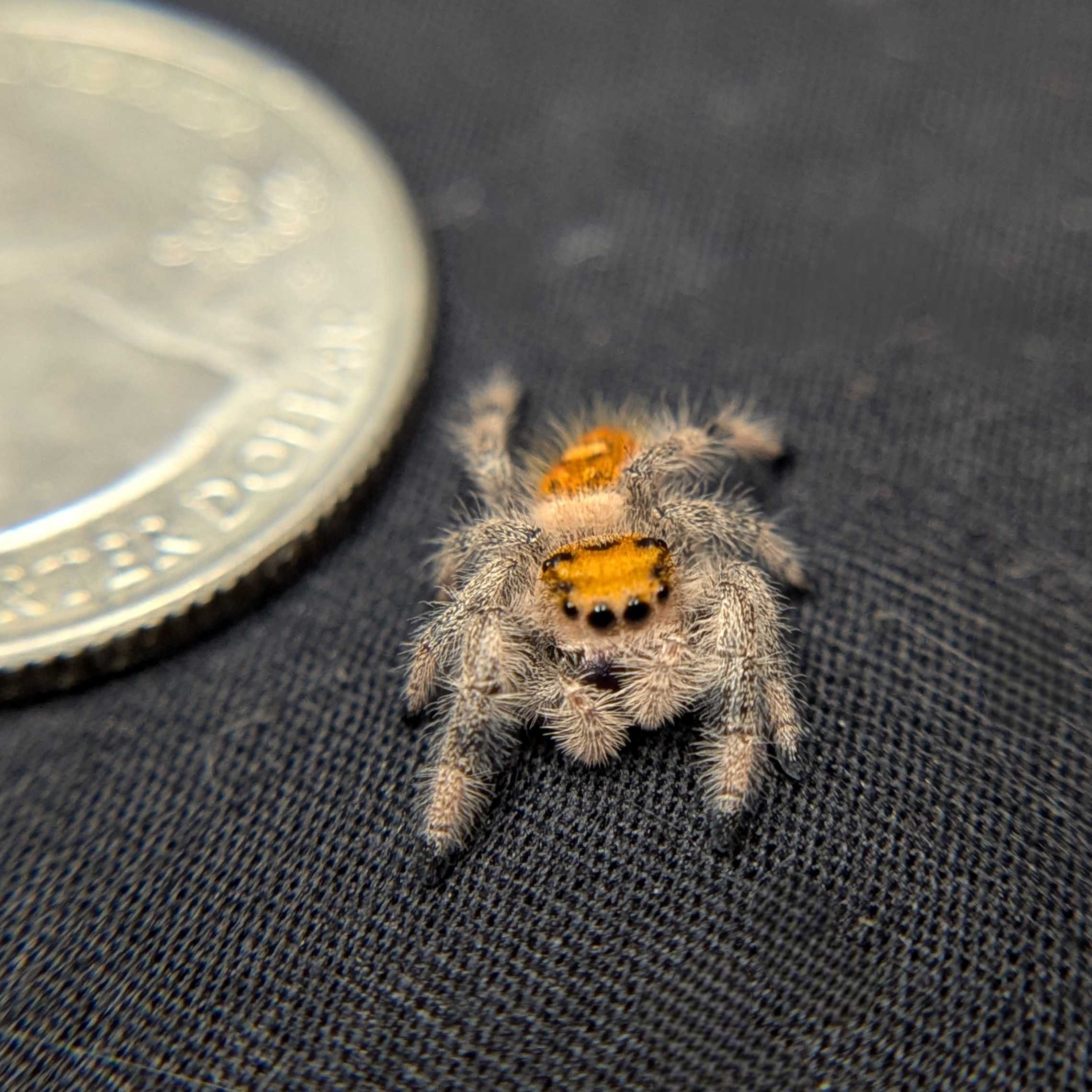 Regal Jumping Spider “Gooseberry”