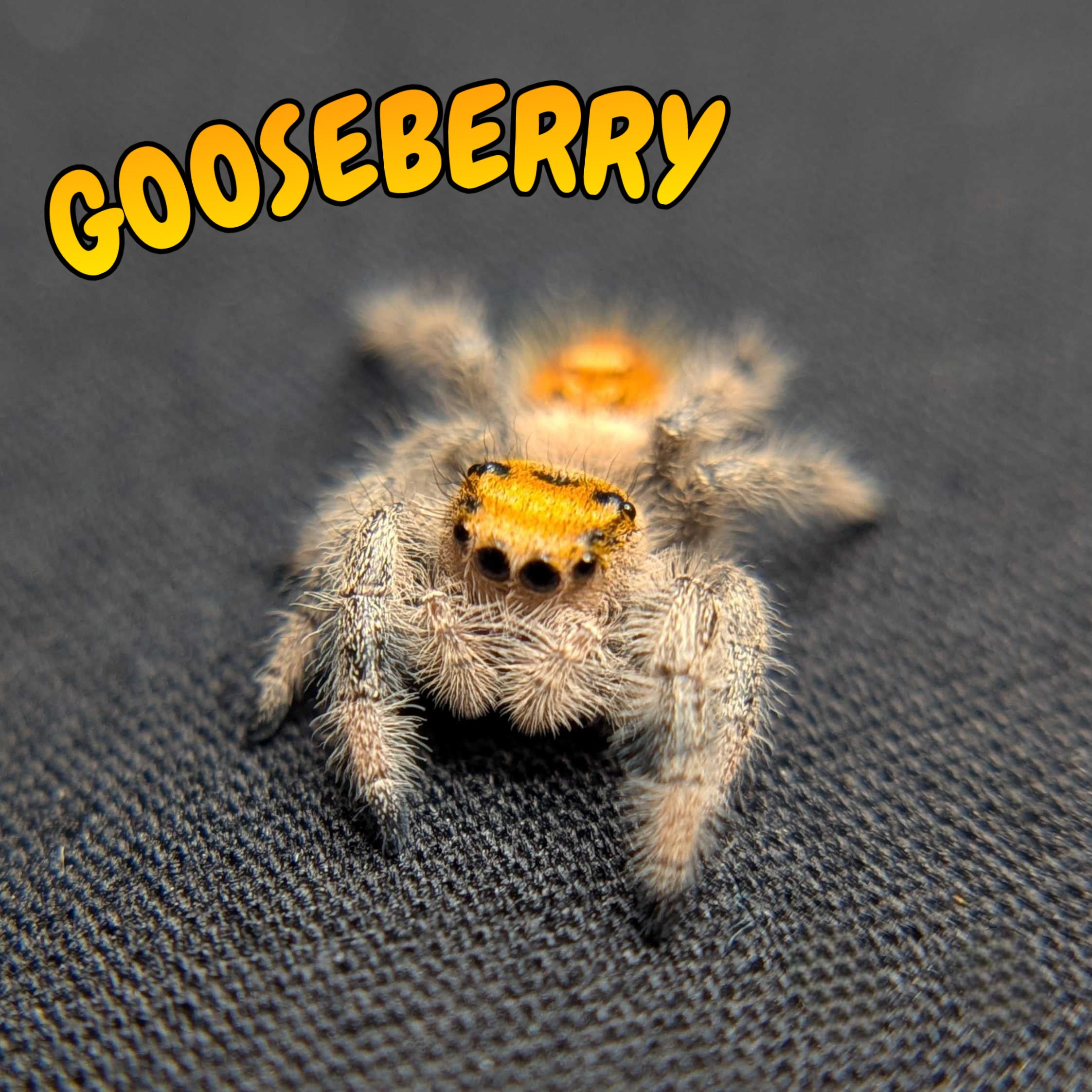 Regal Jumping Spider “Gooseberry”