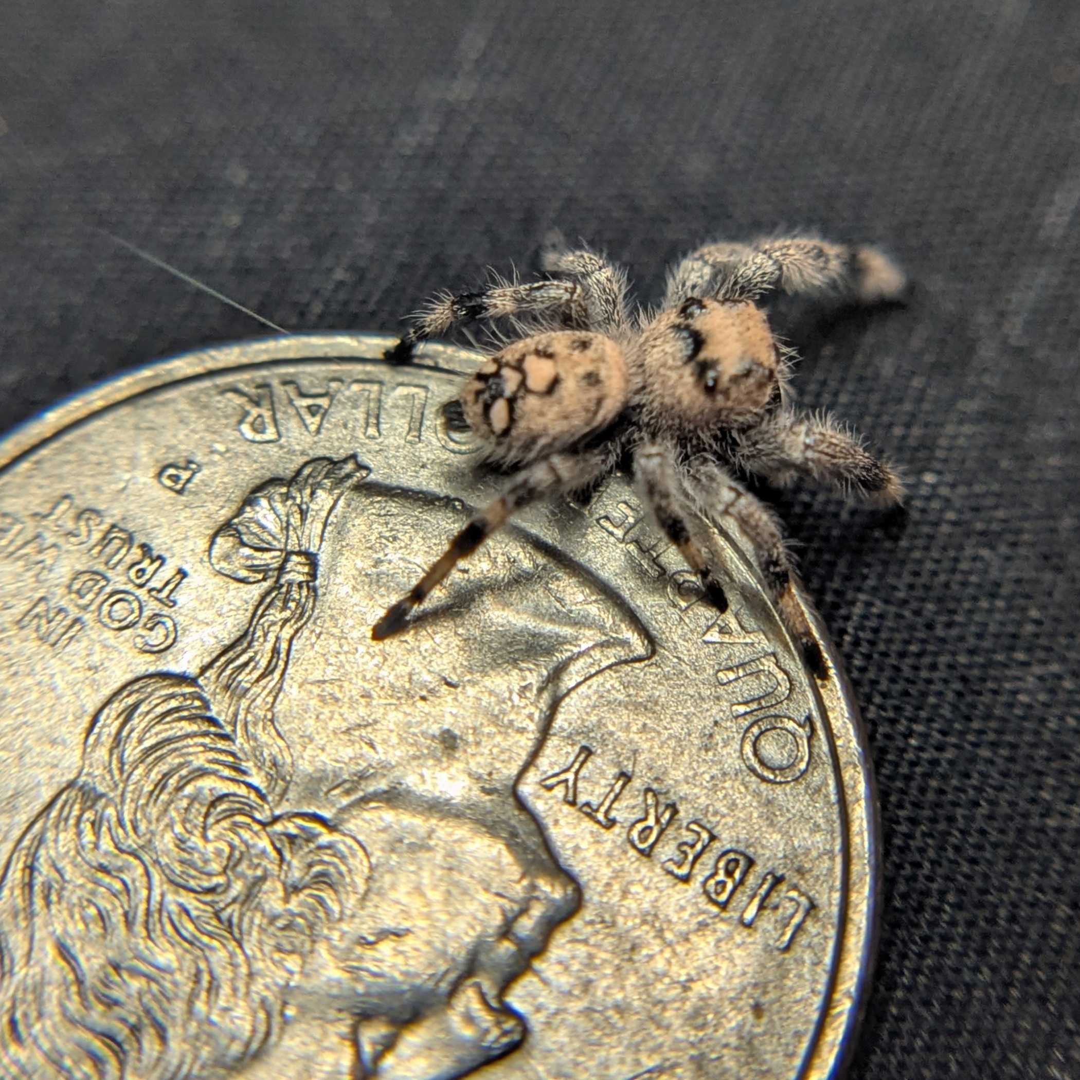 Regal Jumping Spider "Matches"