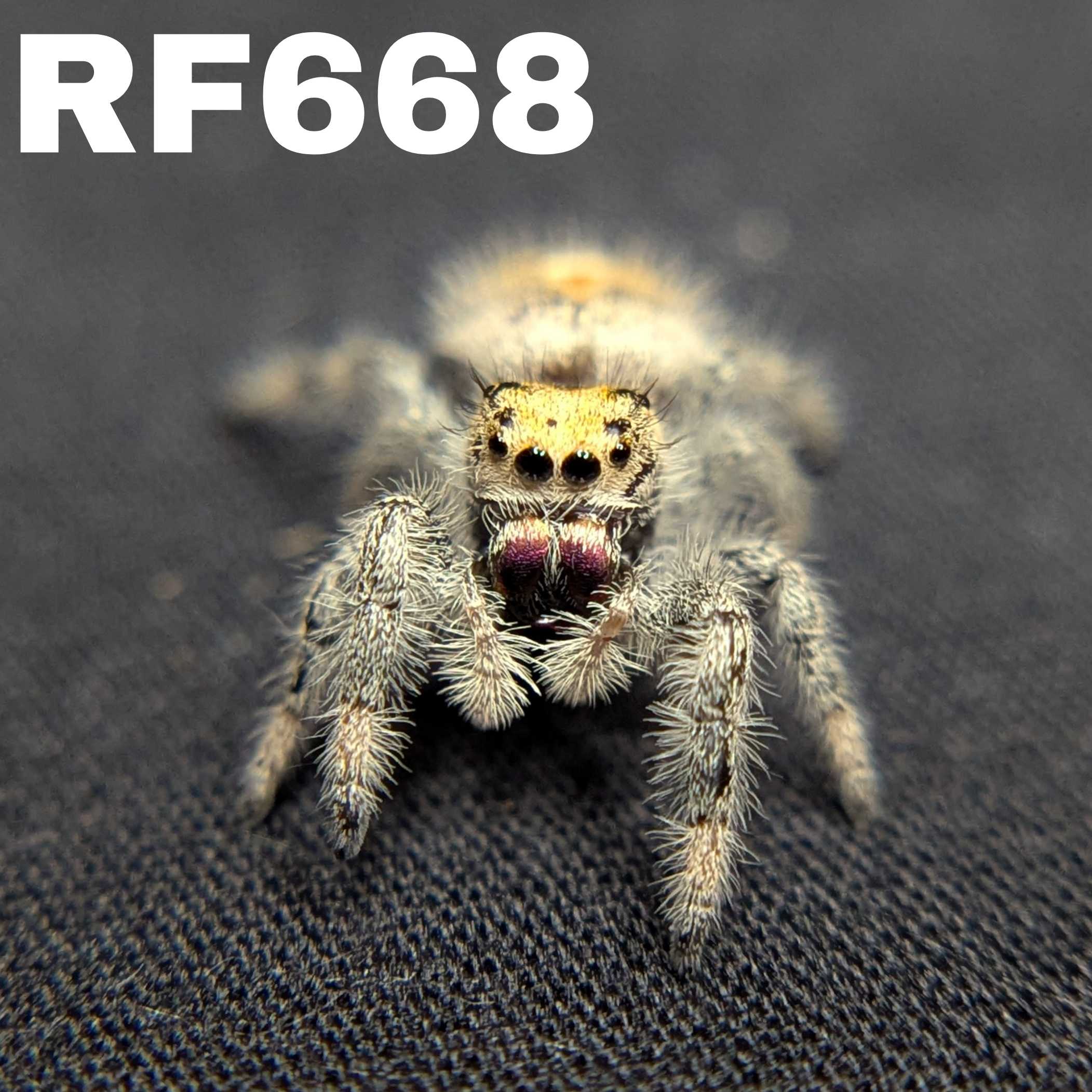 Regal Jumping Spider “Butterscotch”