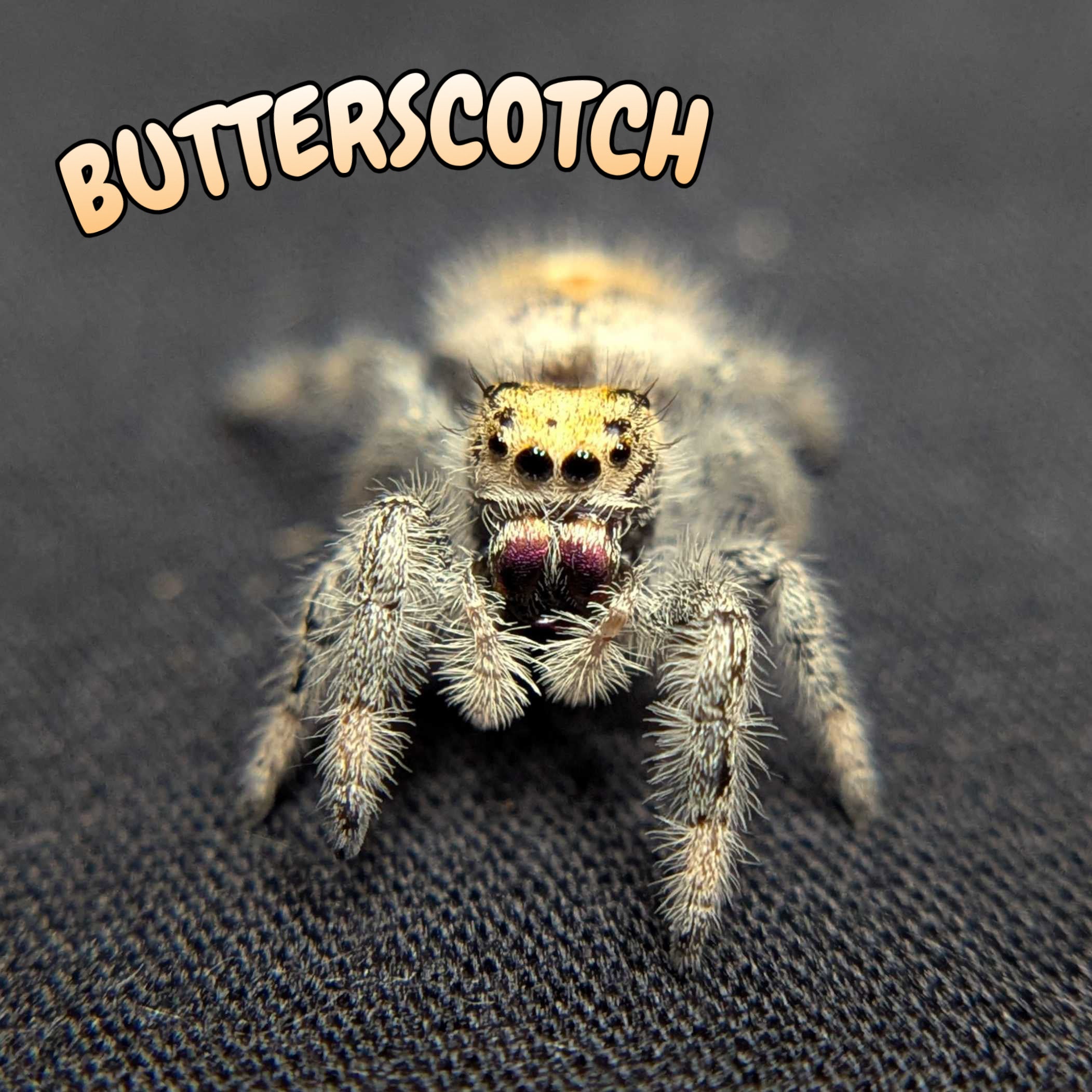 Regal Jumping Spider “Butterscotch”