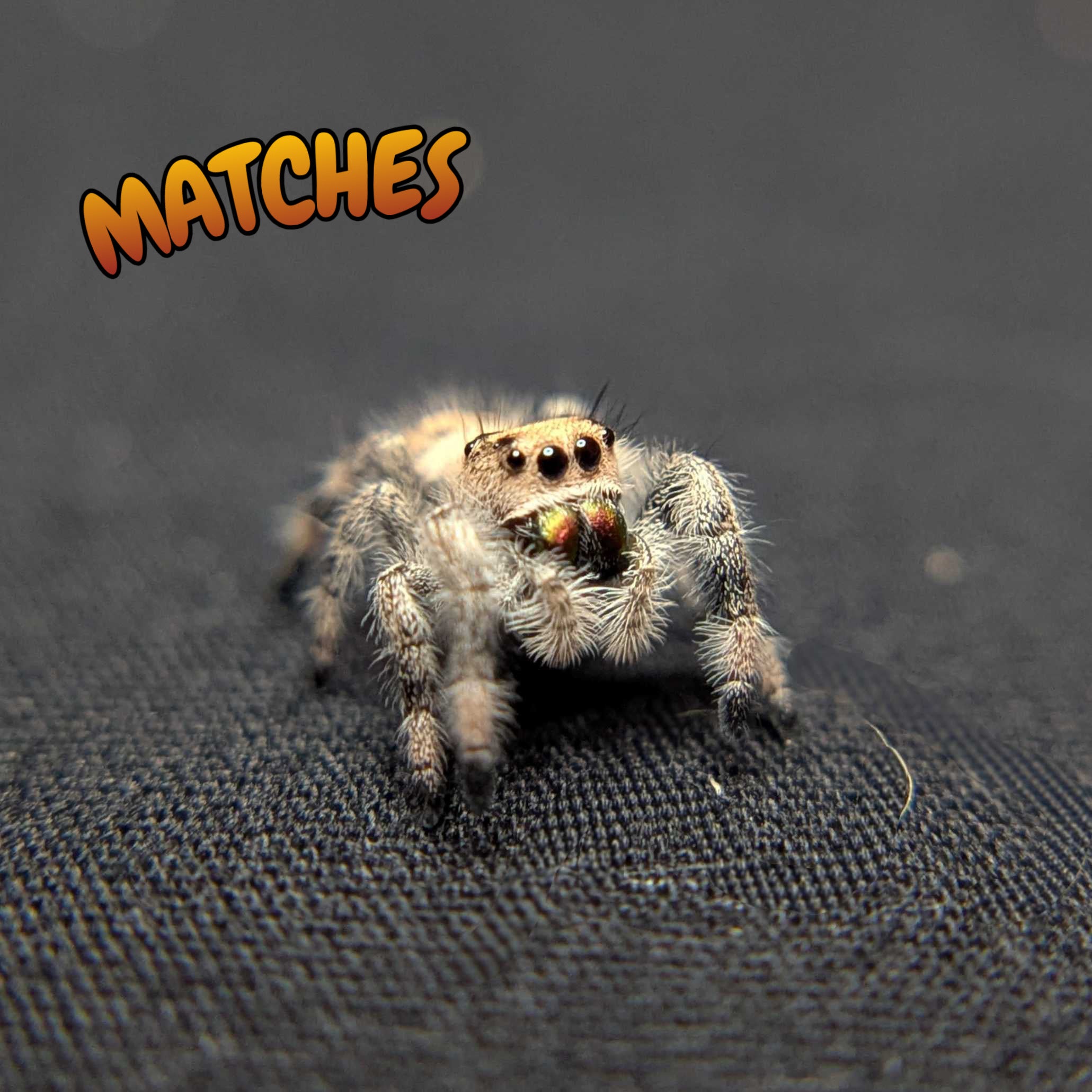 Regal Jumping Spider "Matches"