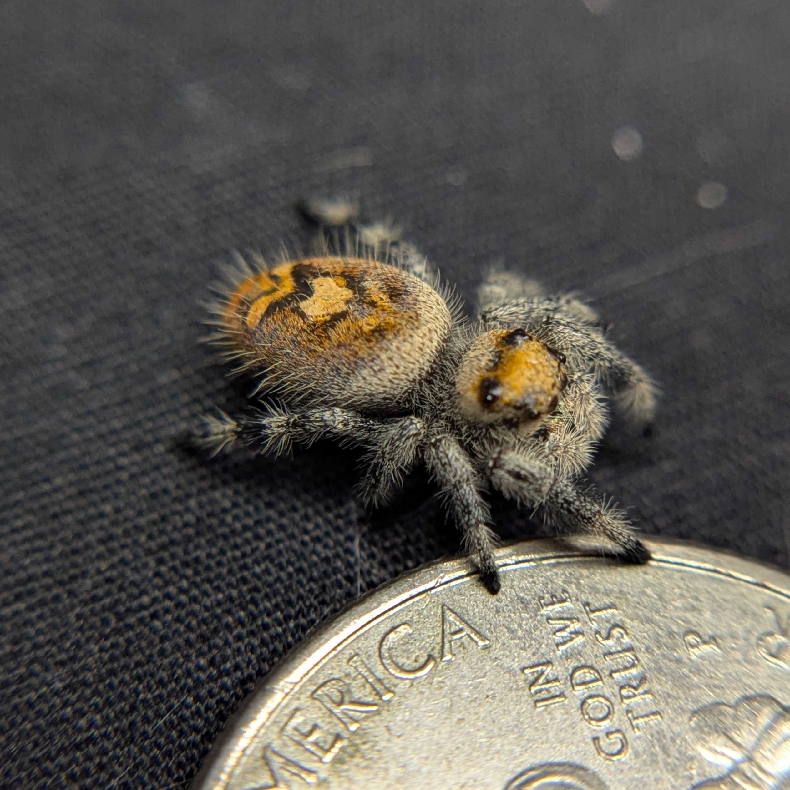 Regal Jumping Spider “Aurelia”