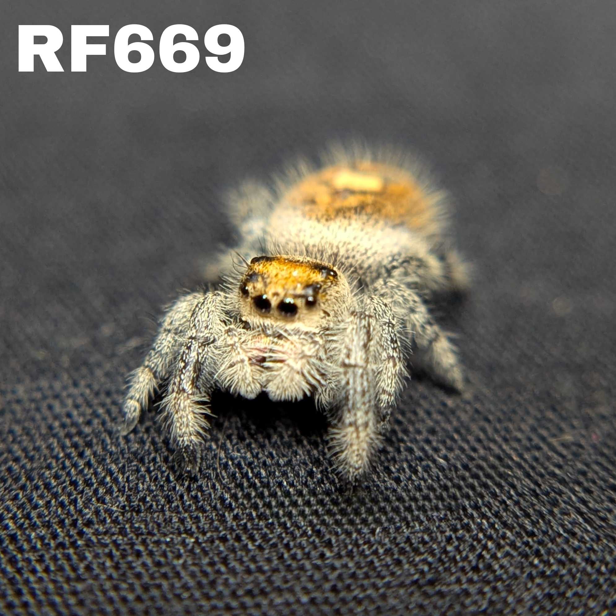 Regal Jumping Spider “Aurelia”