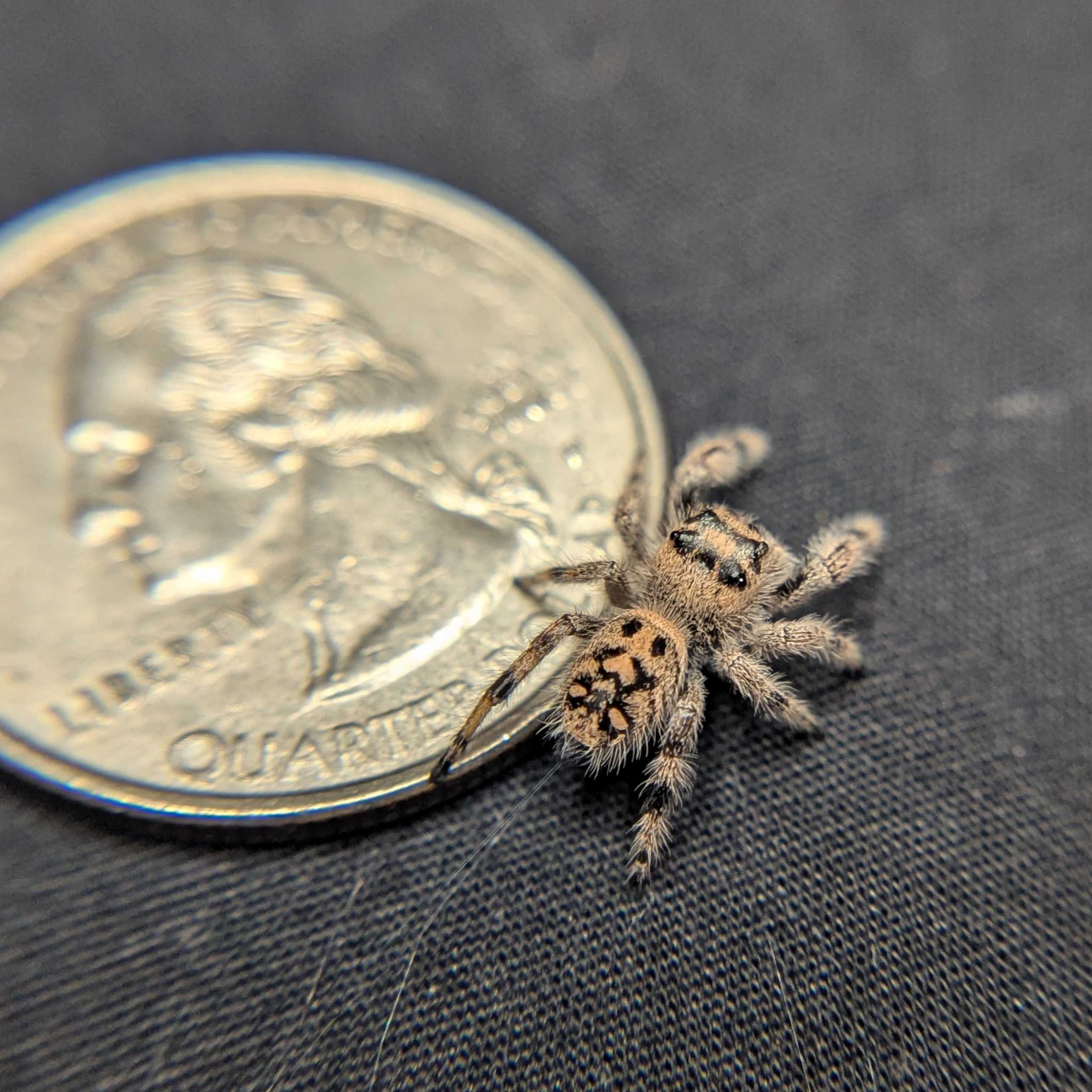 Regal Jumping Spider "Celaena"