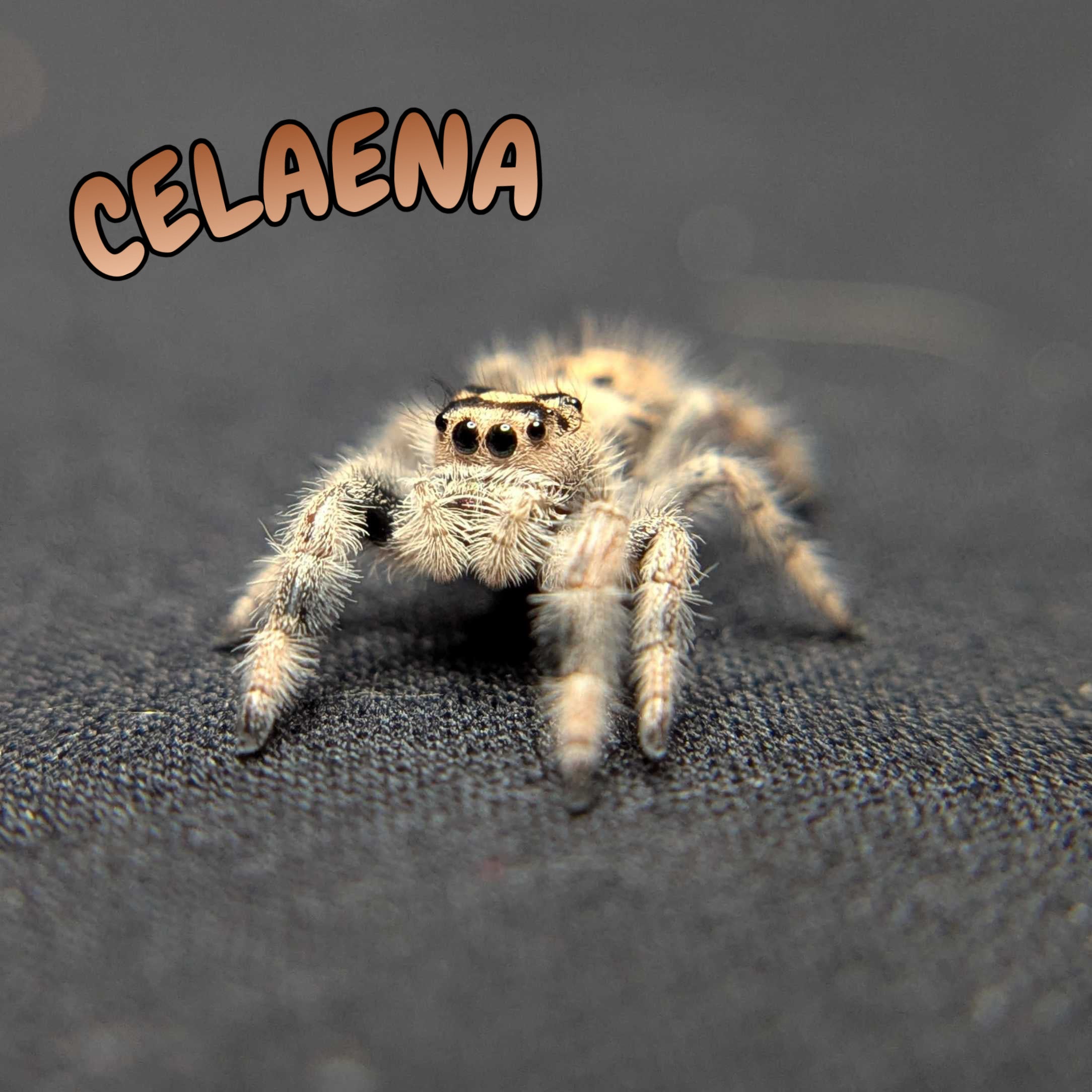 Regal Jumping Spider "Celaena"